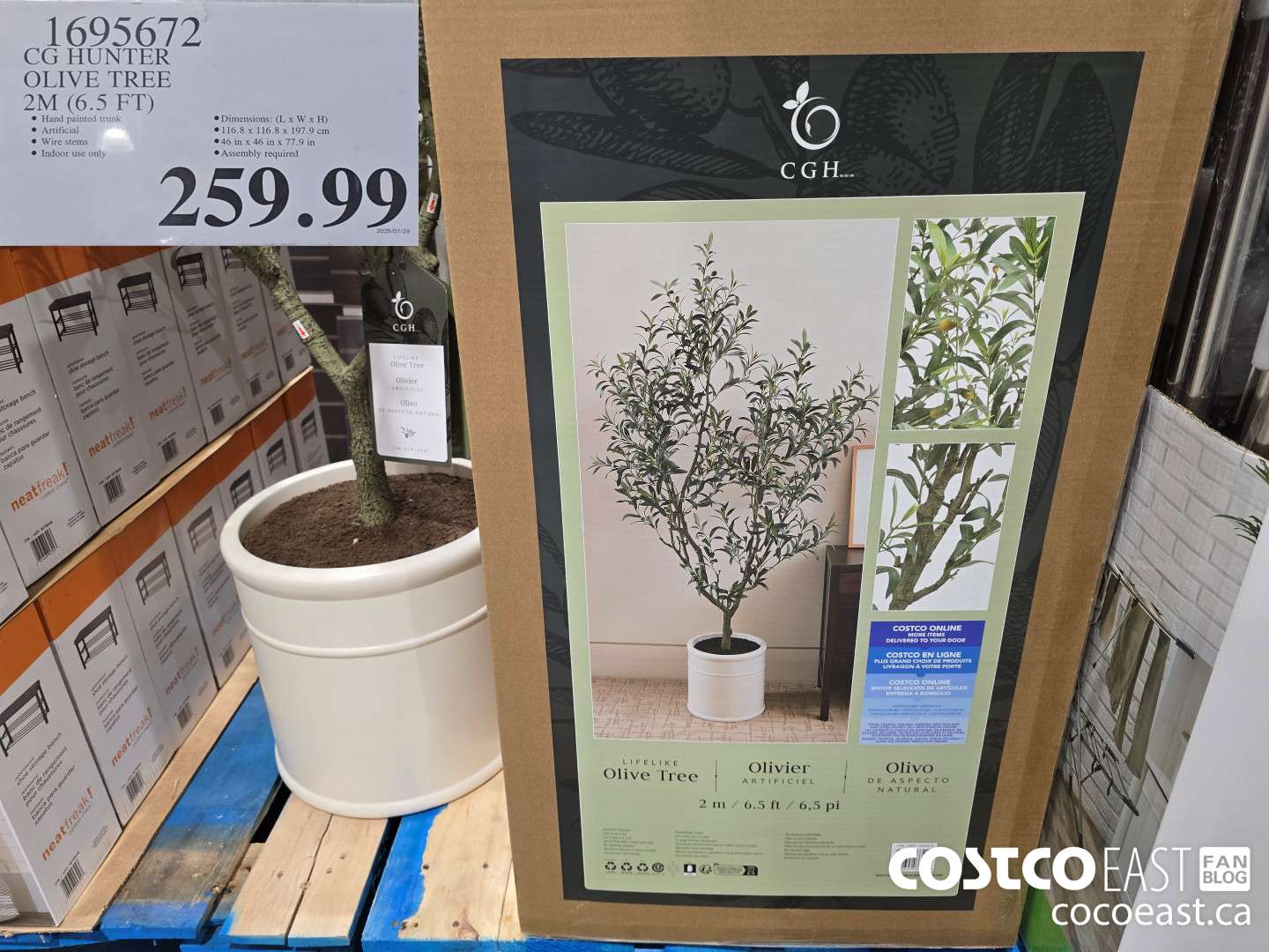 1695672 CG HUNTER OLIVE TREE 2M (6.5 FT) $259.99