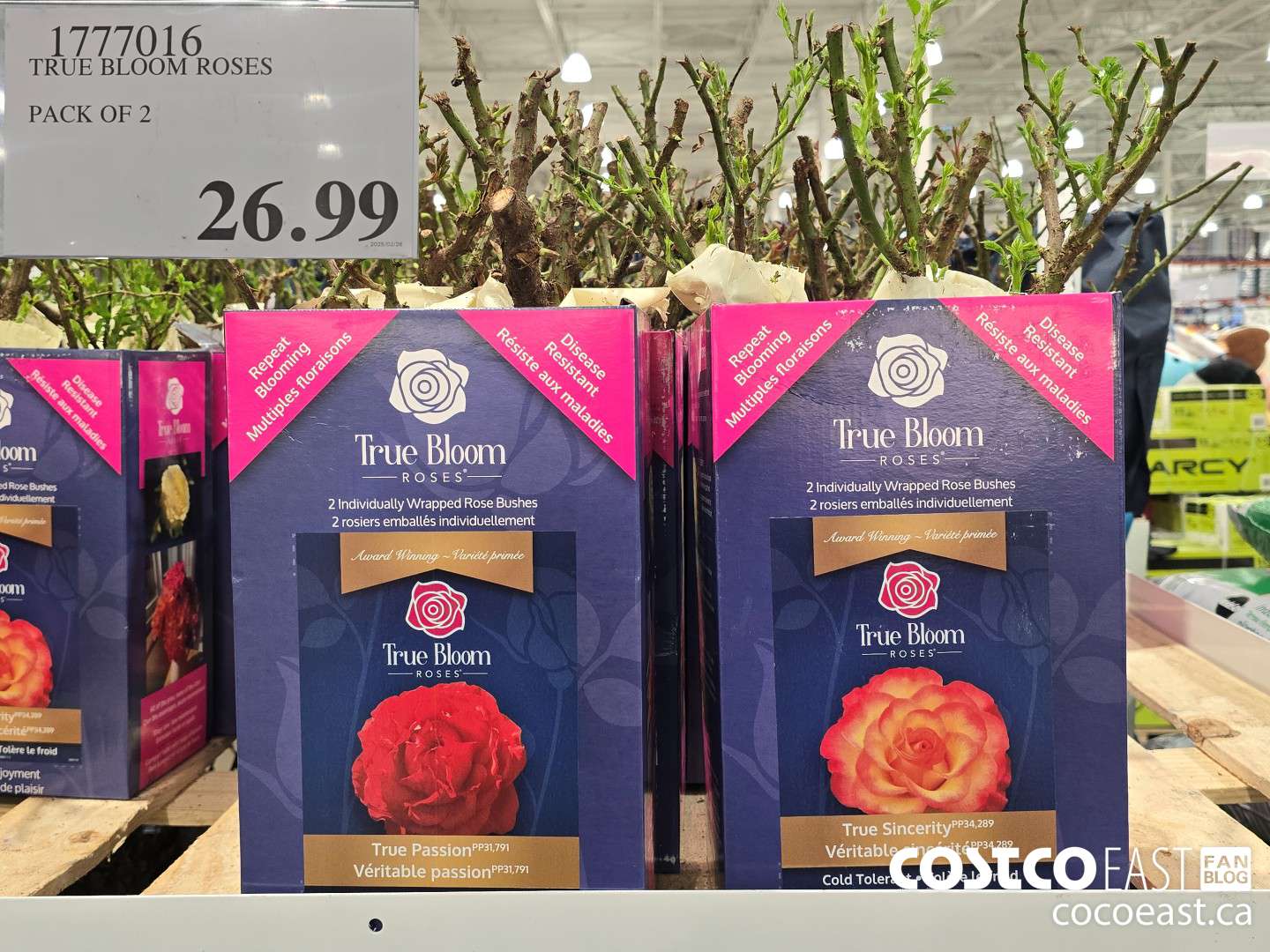 1777016 TRUE BLOOM ROSES PACK OF 2 $26.99