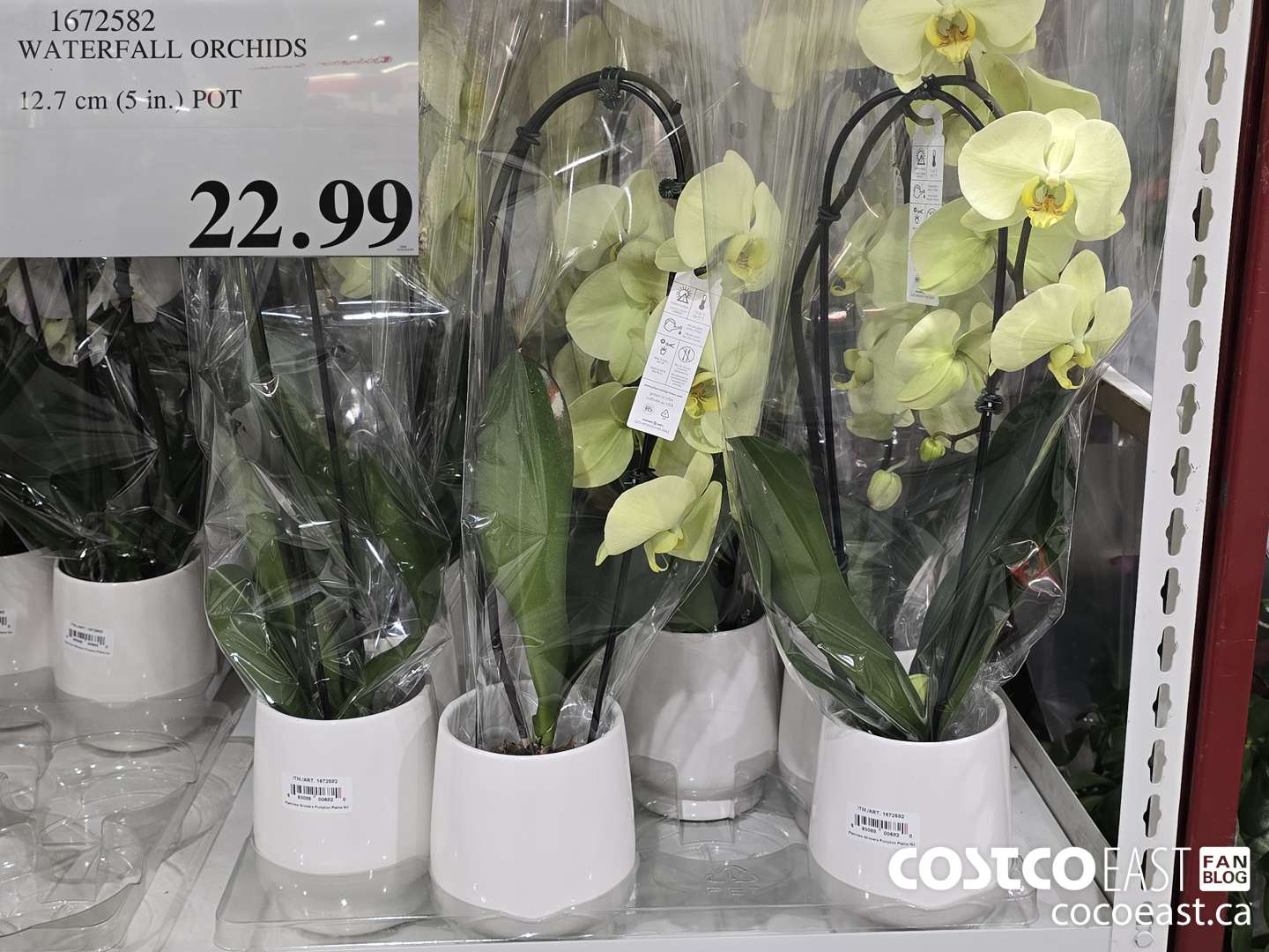 1672582 WATERFALL ORCHIDS 12.7 cm (5 in.) POT $22.99