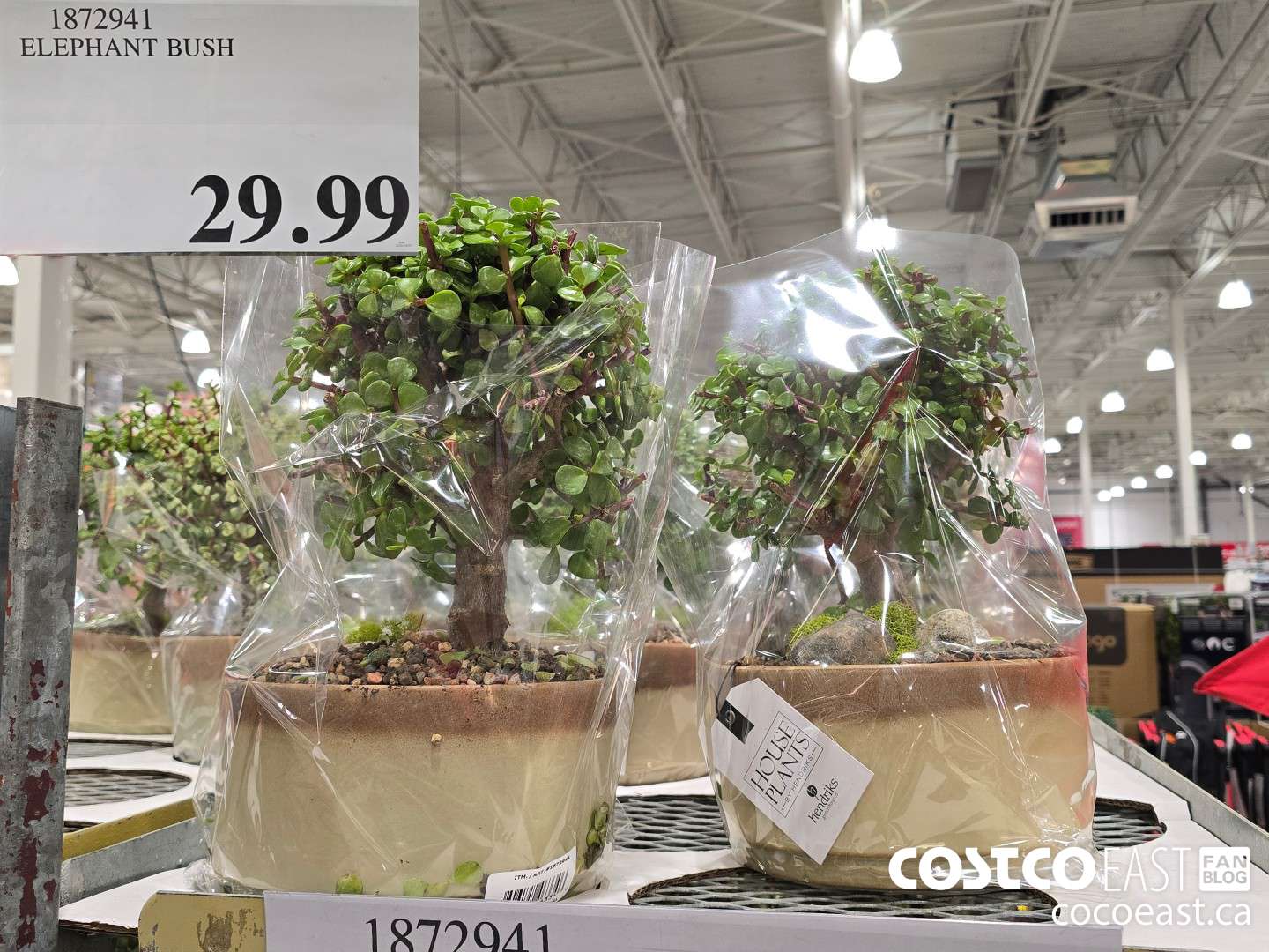 1872941 ELEPHANT BUSH $29.99