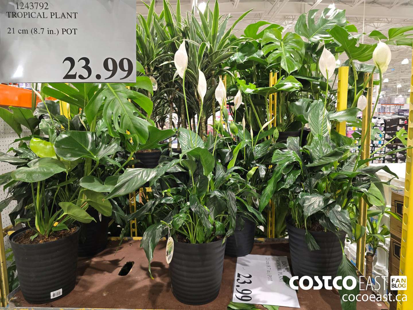 1243792 TROPICAL PLANT 21CM (8.7 in) POT $23.99