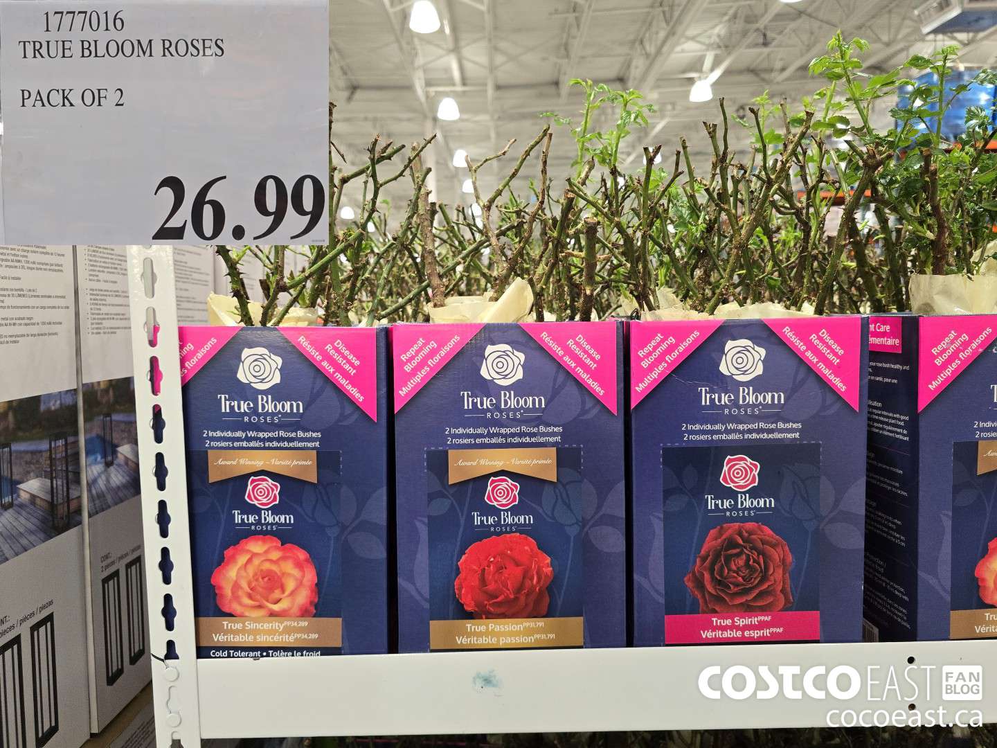 1777016 TRUE BLOOM ROSES PACK OF 2 $26.99