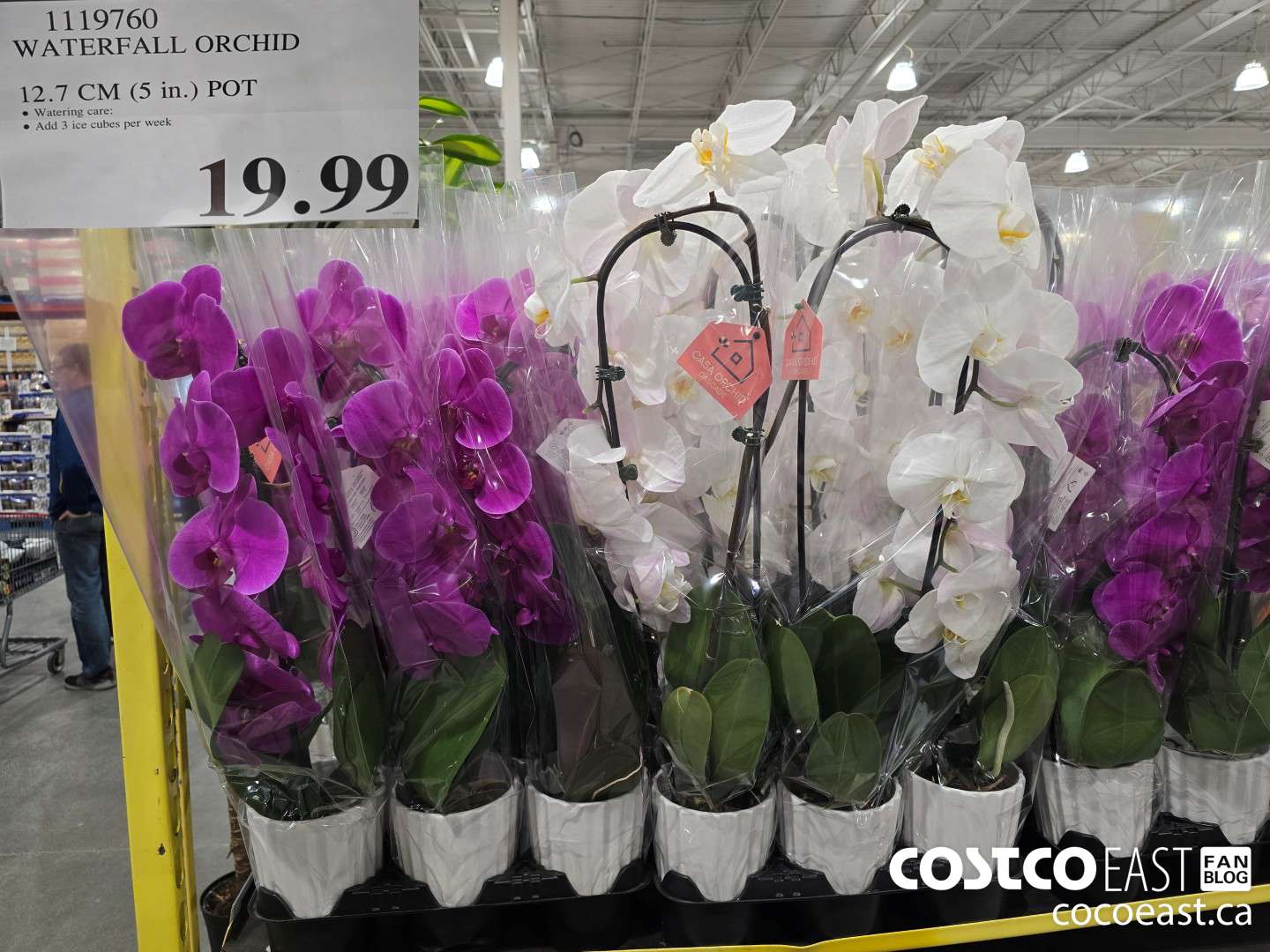 1119760 WATERFALL ORCHID 12.7 CM (5 in.) POT $19.99