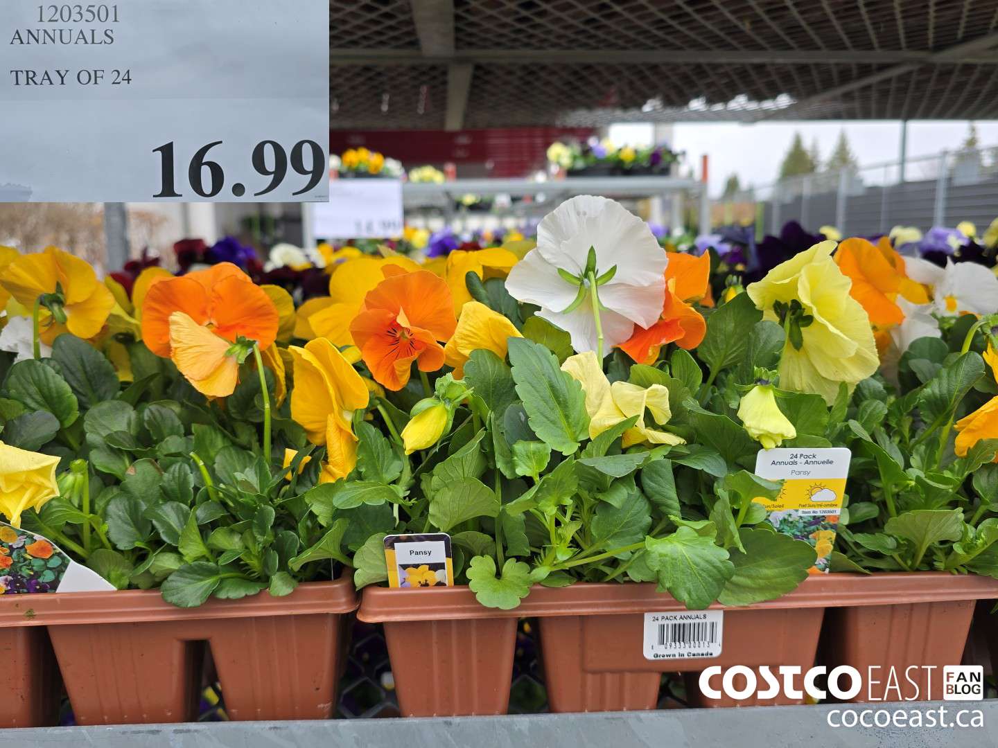 1203501 ANNUALS TRAY OF 24 $16.99