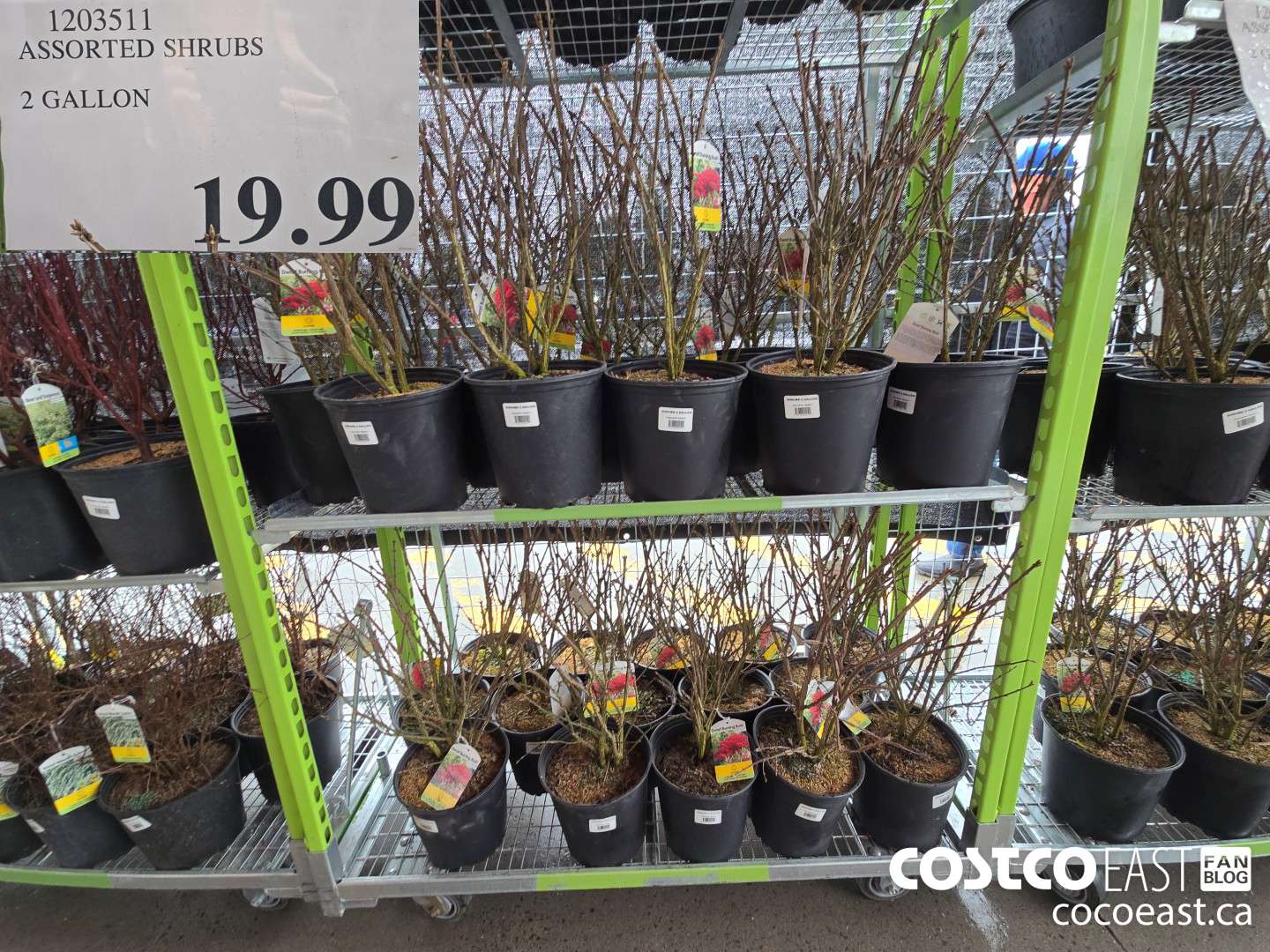 1203511 ASSORTED SHRUBS 2 GALLON $19.99