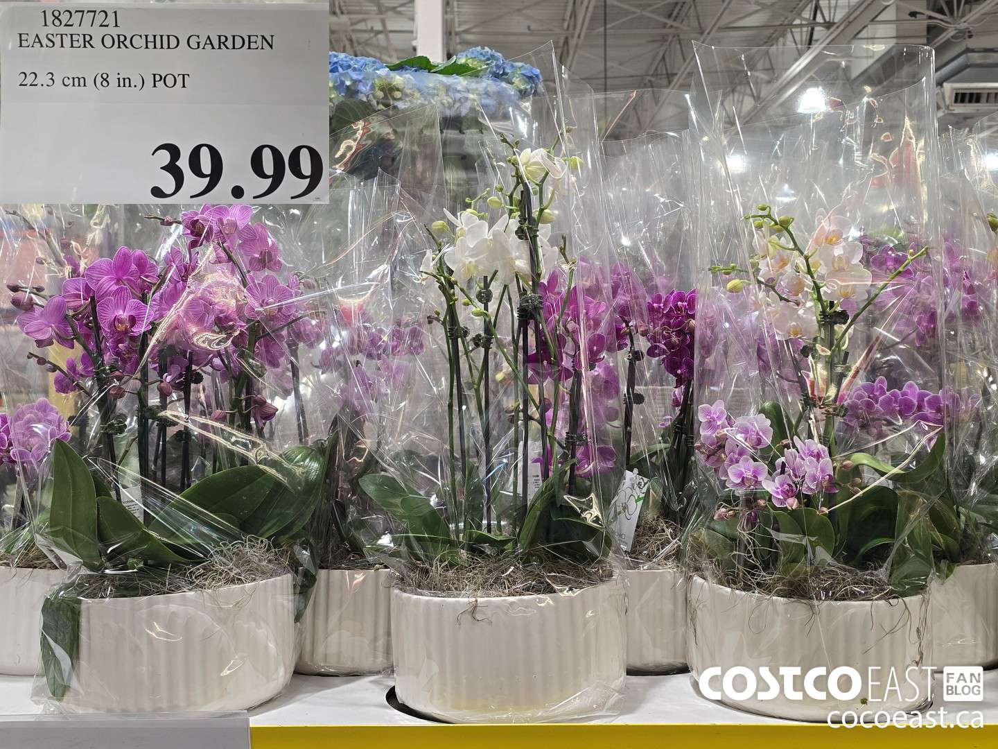 1827721 EASTER ORCHID GARDEN 22.3 cm (8 in.) POT $39.99