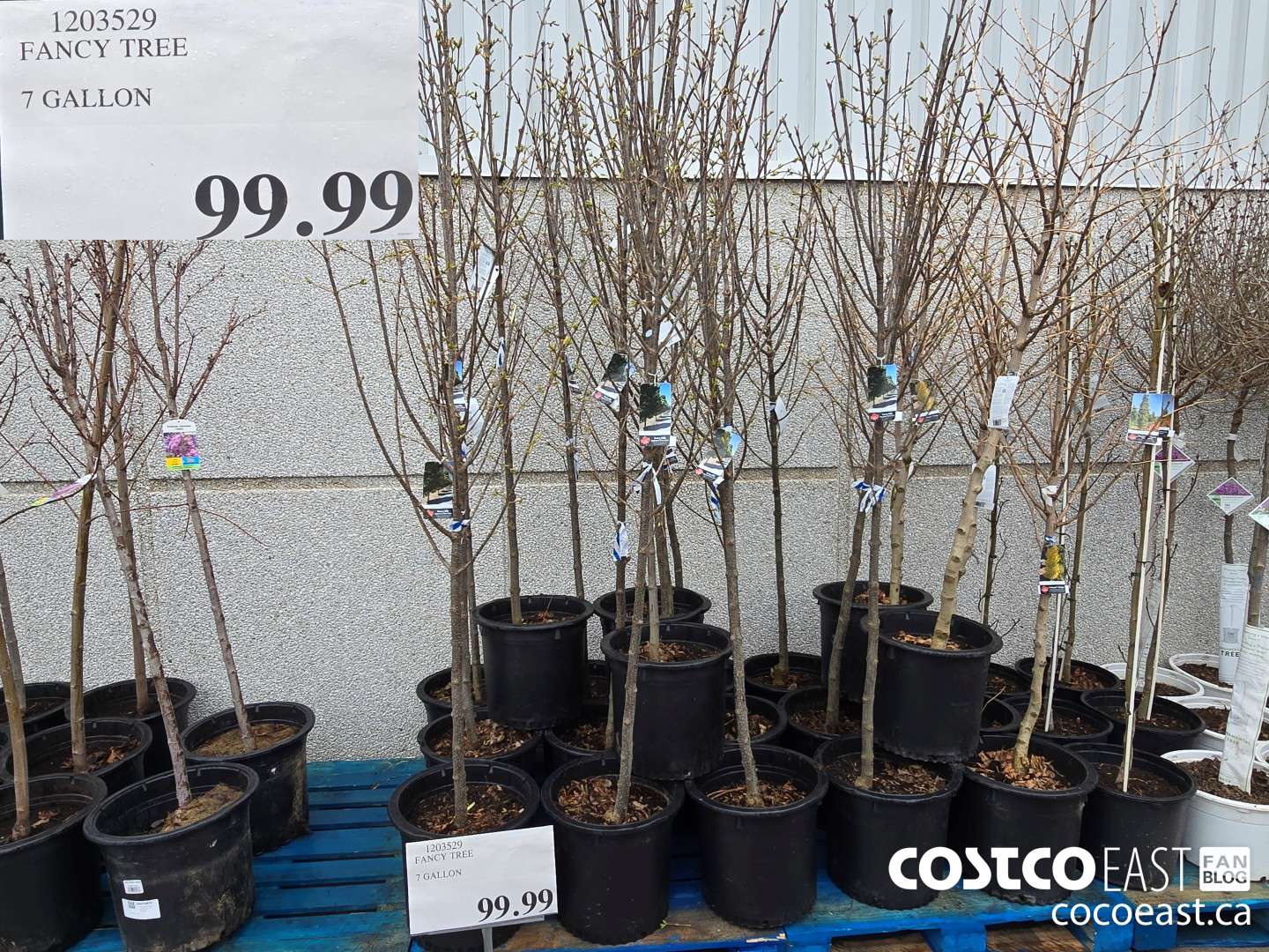 1203529 FANCY TREE 7 GALLON $99.99