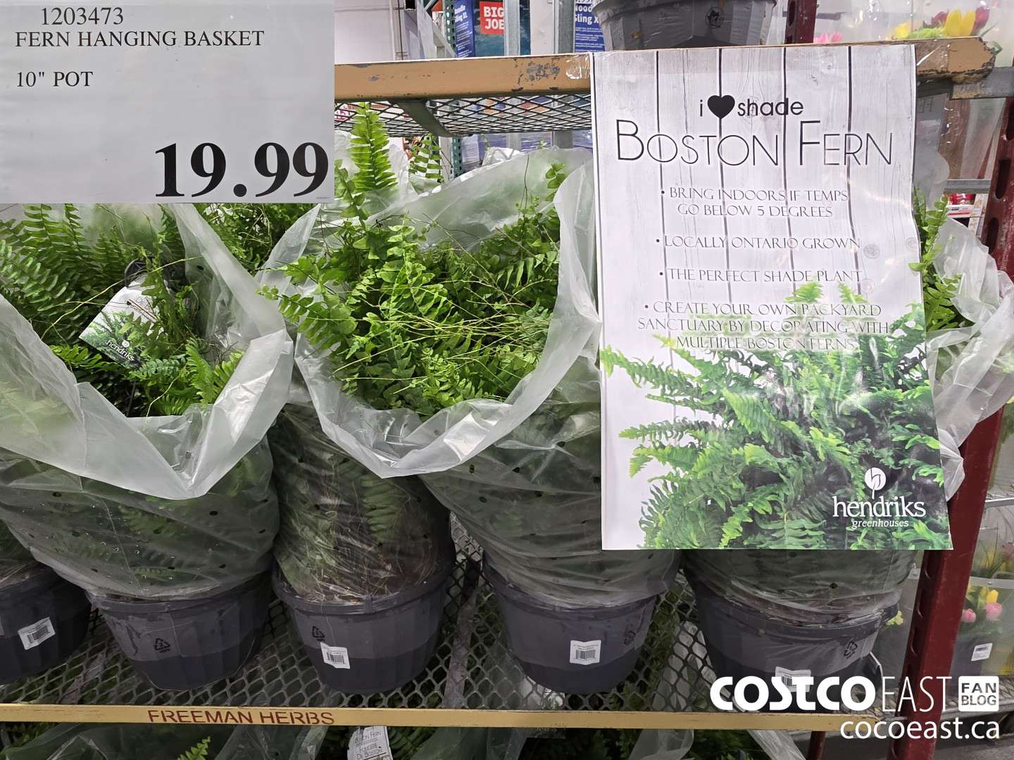 1203473 FERN HANGING BASKET 10