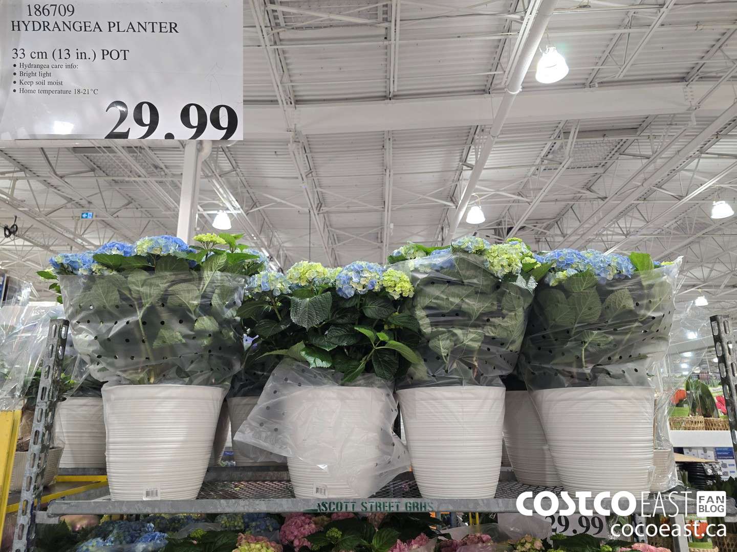 186709 HYDRANGEA PLANTER CANADIAN GROWN 33 cm (13 in.) POT $29.99