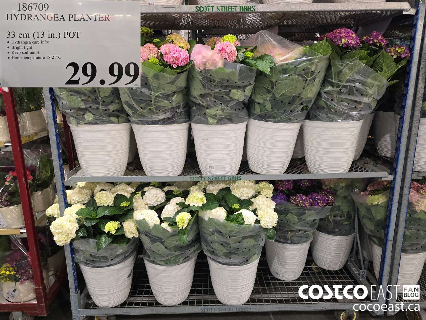 186709 HYDRANGEA PLANTER CANADIAN GROWN 33 cm (13 in.) POT $29.99
