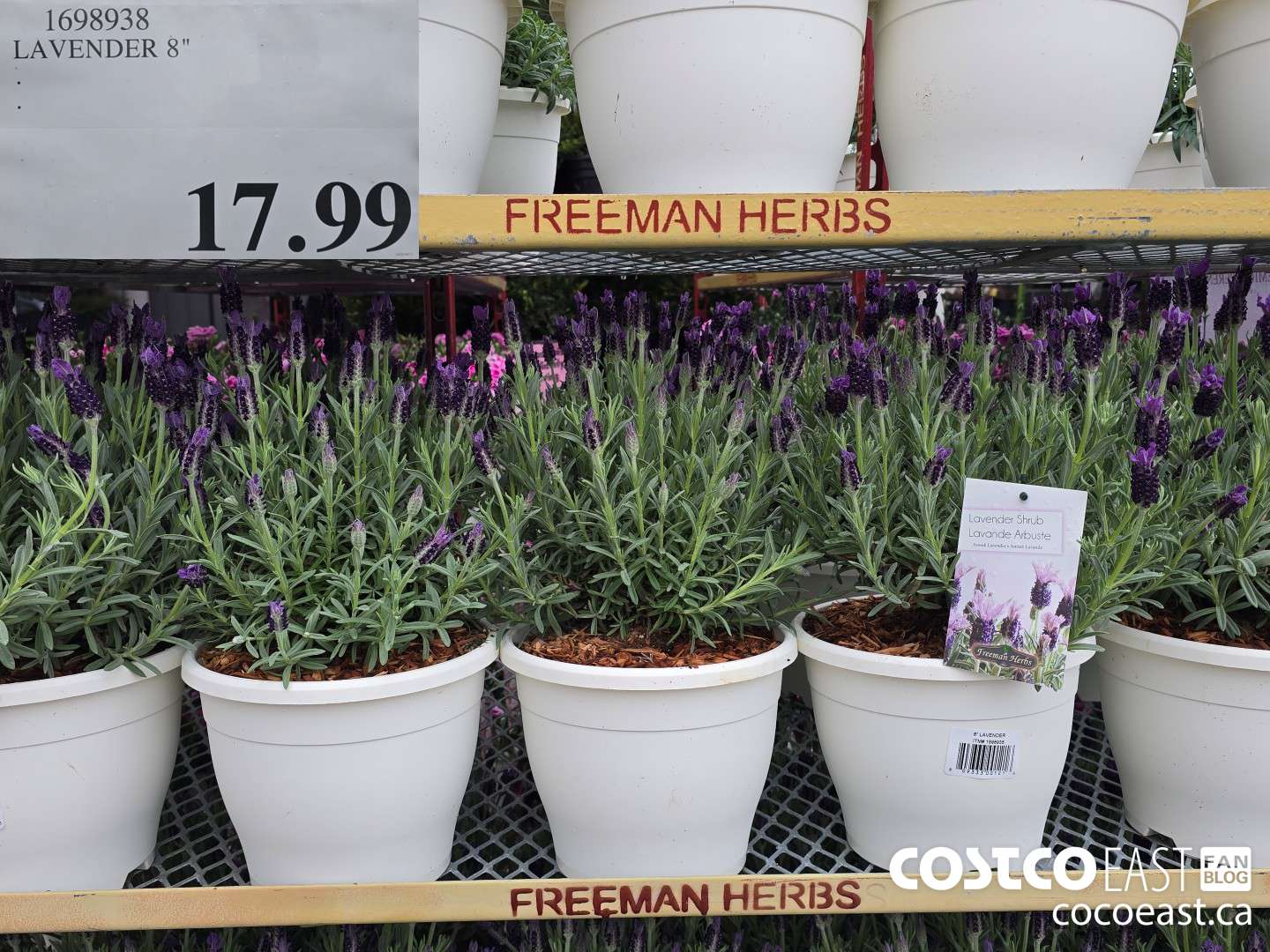 1698938 LAVENDER 8