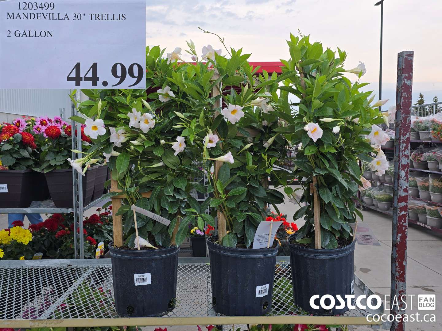 1203499 MANDEVILLA 30