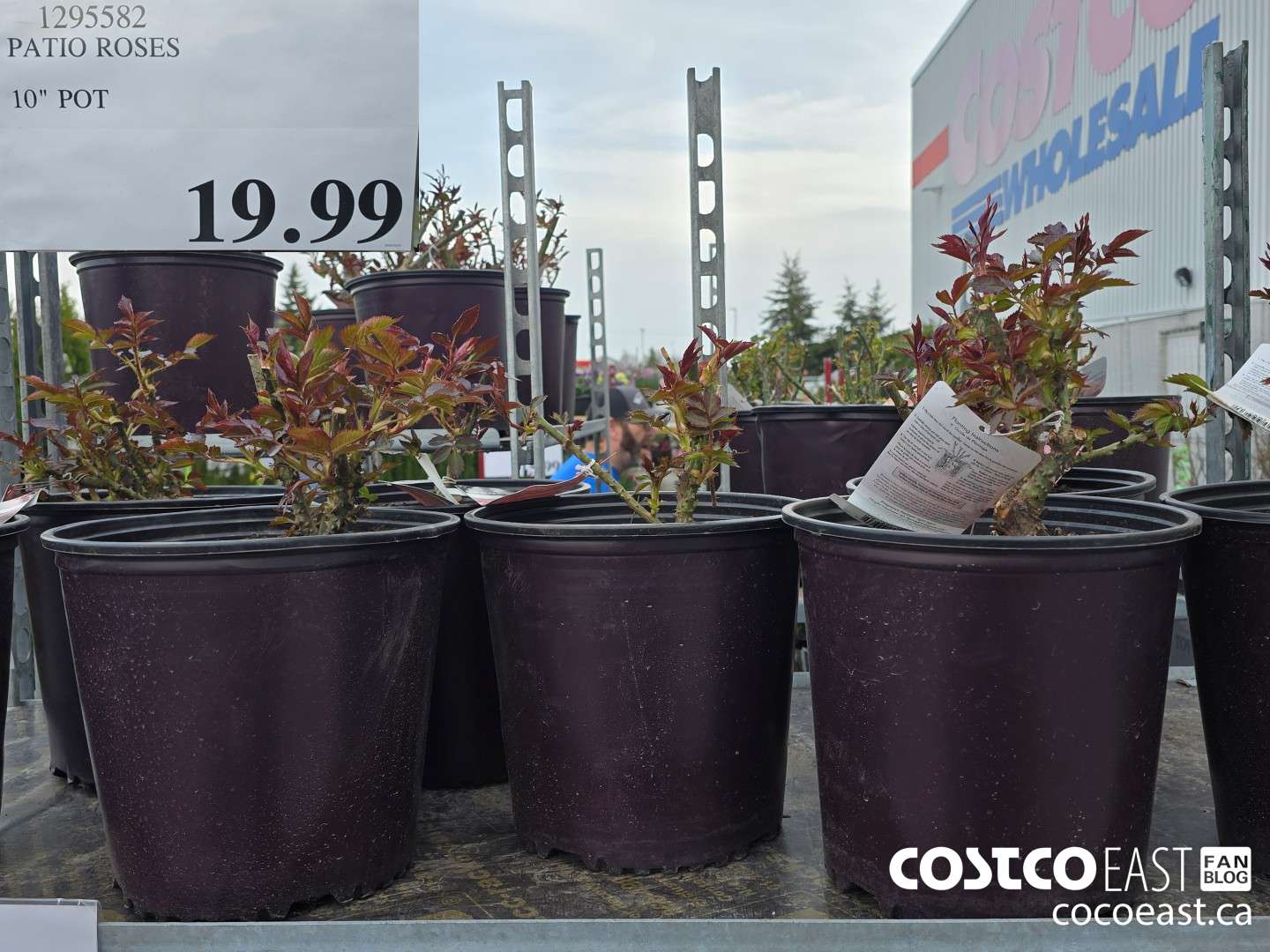 1295582 PATIO ROSES 10