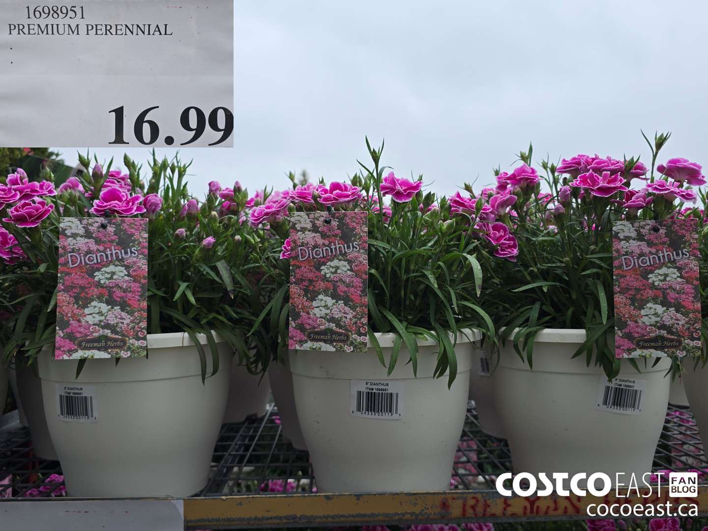 1698951 PREMIUM PERENNIAL $16.99