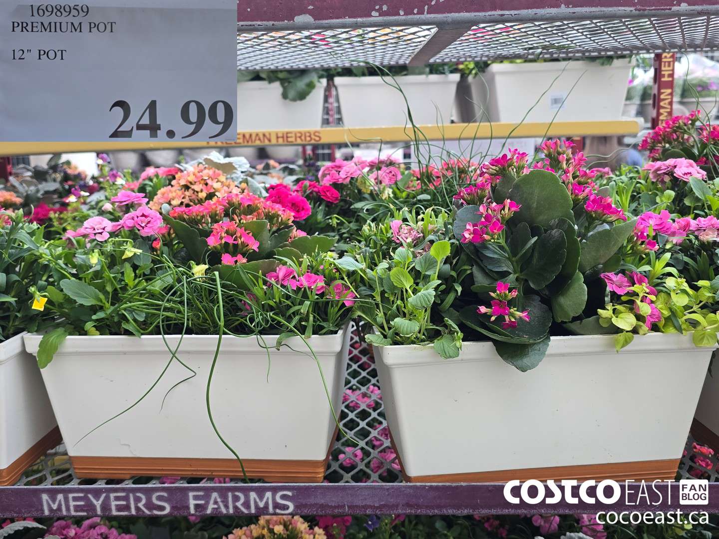 1698959 PREMIUM POT 12