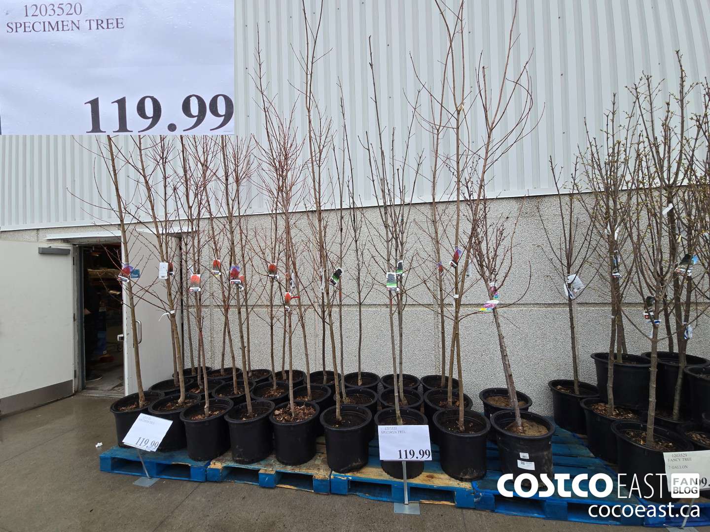 1203520 SPECIMEN TREE. $119.99