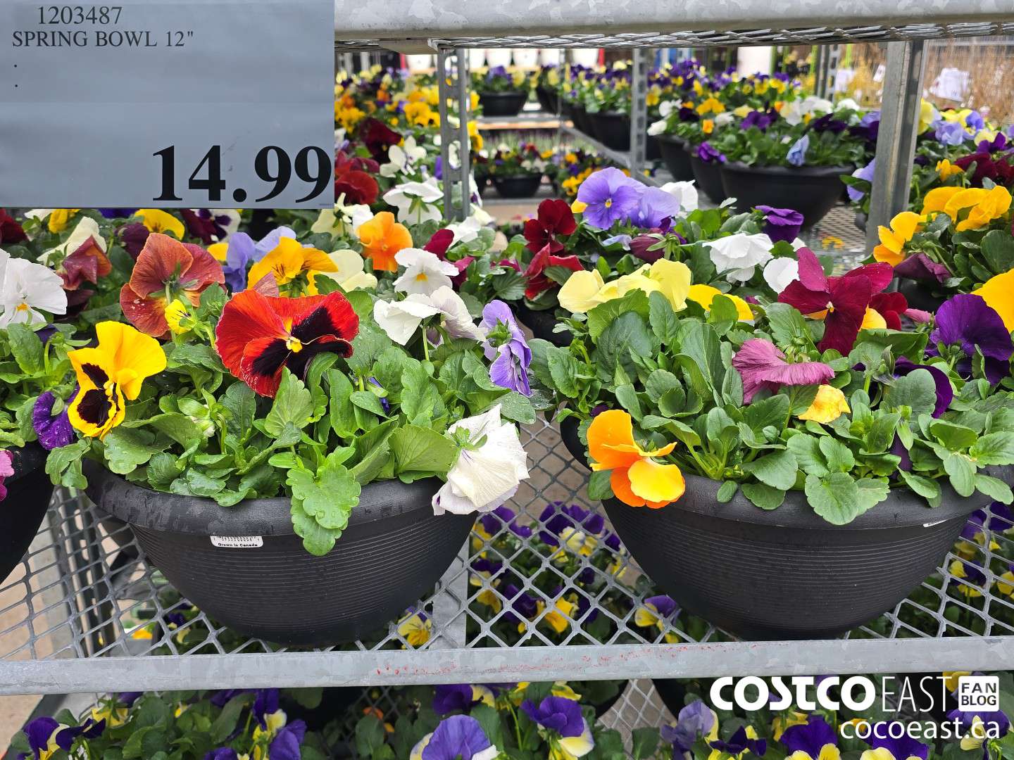 1203487 SPRING BOWL 12