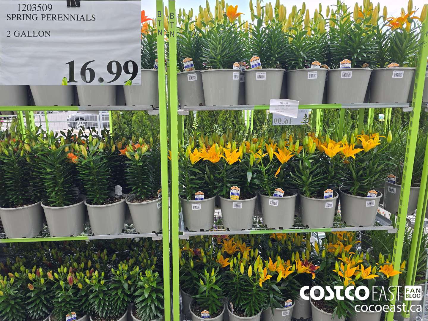 1203509 SPRING PERENNIALS 2 GALLON $16.99