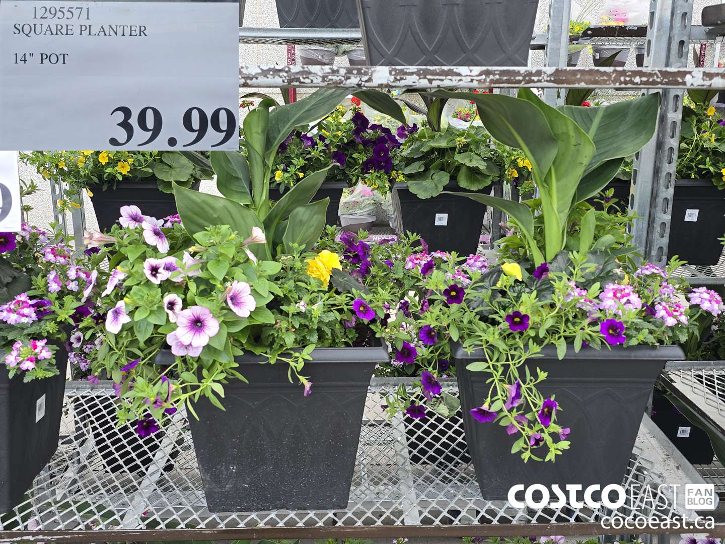 1295571 SQUARE PLANTER 14