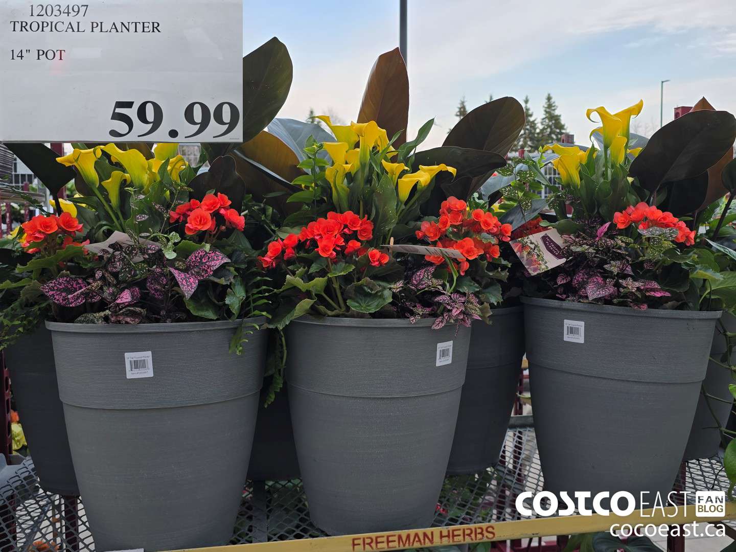 1203497 TROPICAL PLANTER 14