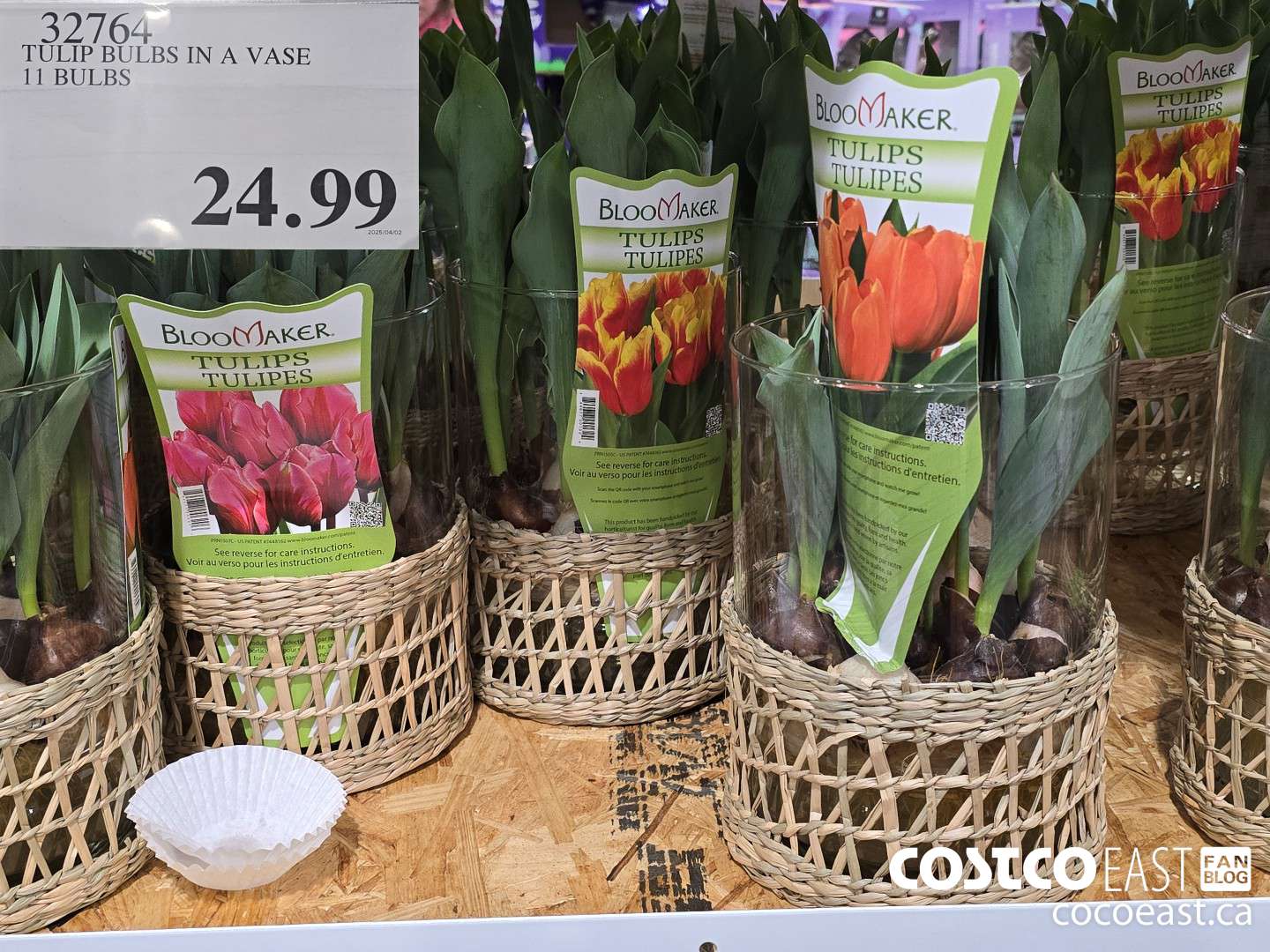 32764 TULIP BULBS IN A VASE 11 BULBS $24.99