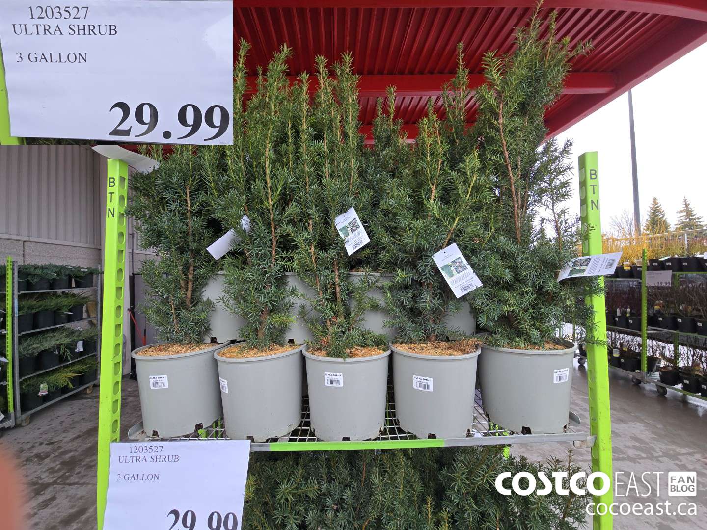 1203527 ULTRA SHRUB 3 GALLON $29.99