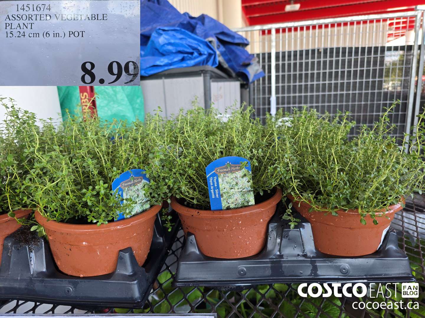 1451674 ASSORTED VEGETABLE PLANT 15.24 CM (6 IN.) POT $8.99