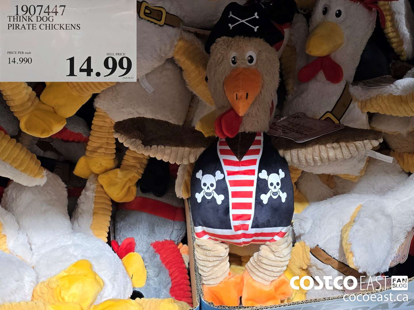 1907447 THINK DOG PIRATE CHICKENS $14.99