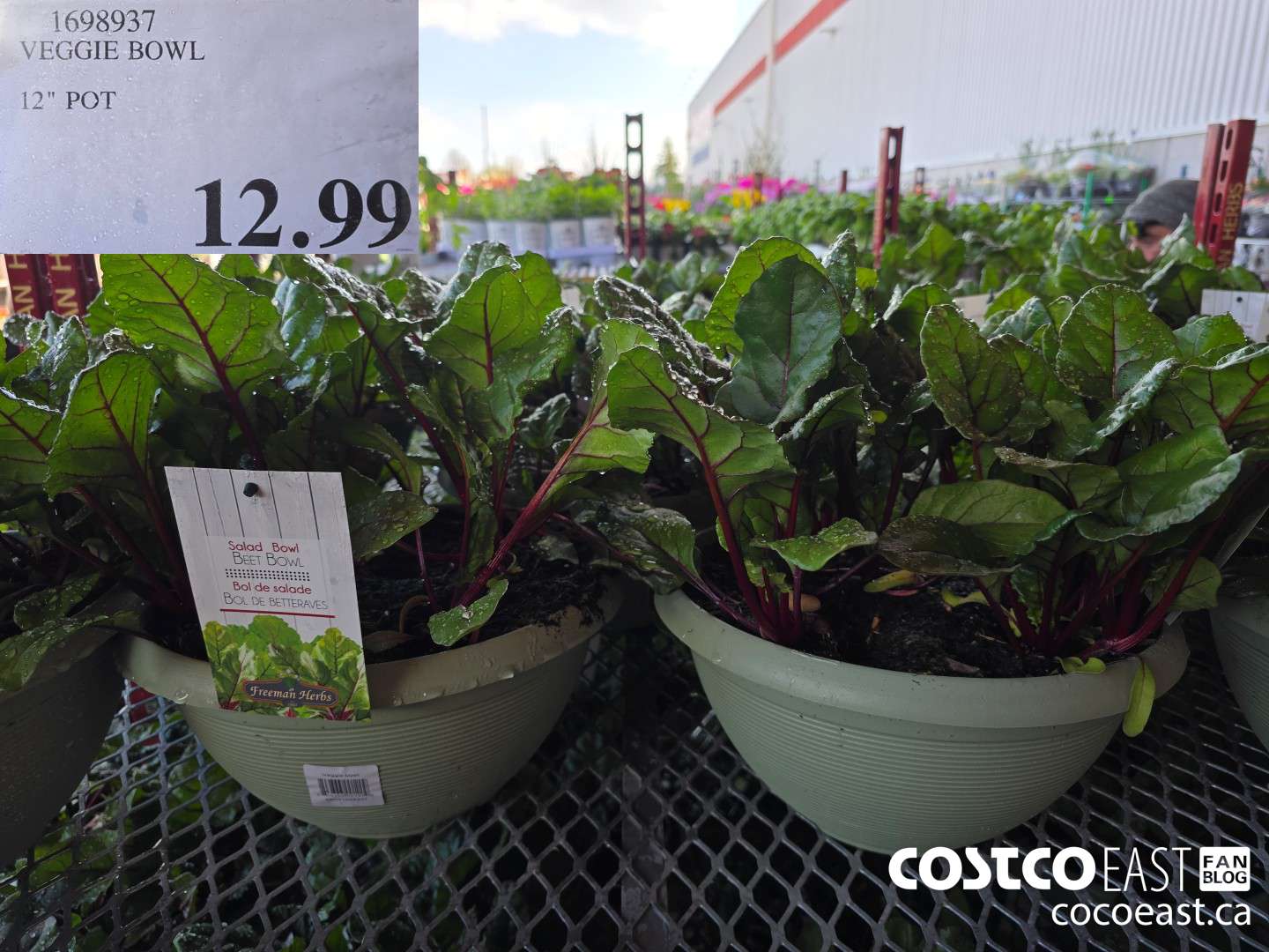 1698937 VEGGIE BOWL 12