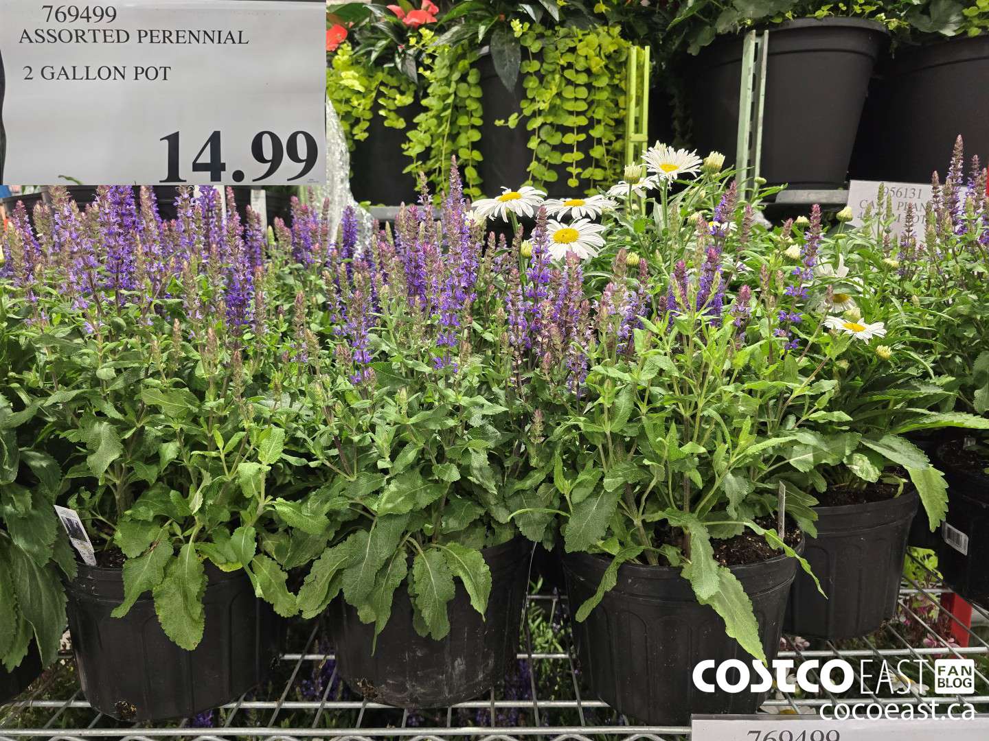 169499 ASSORTED PERENNIAL 2 GALLON POT $14.99