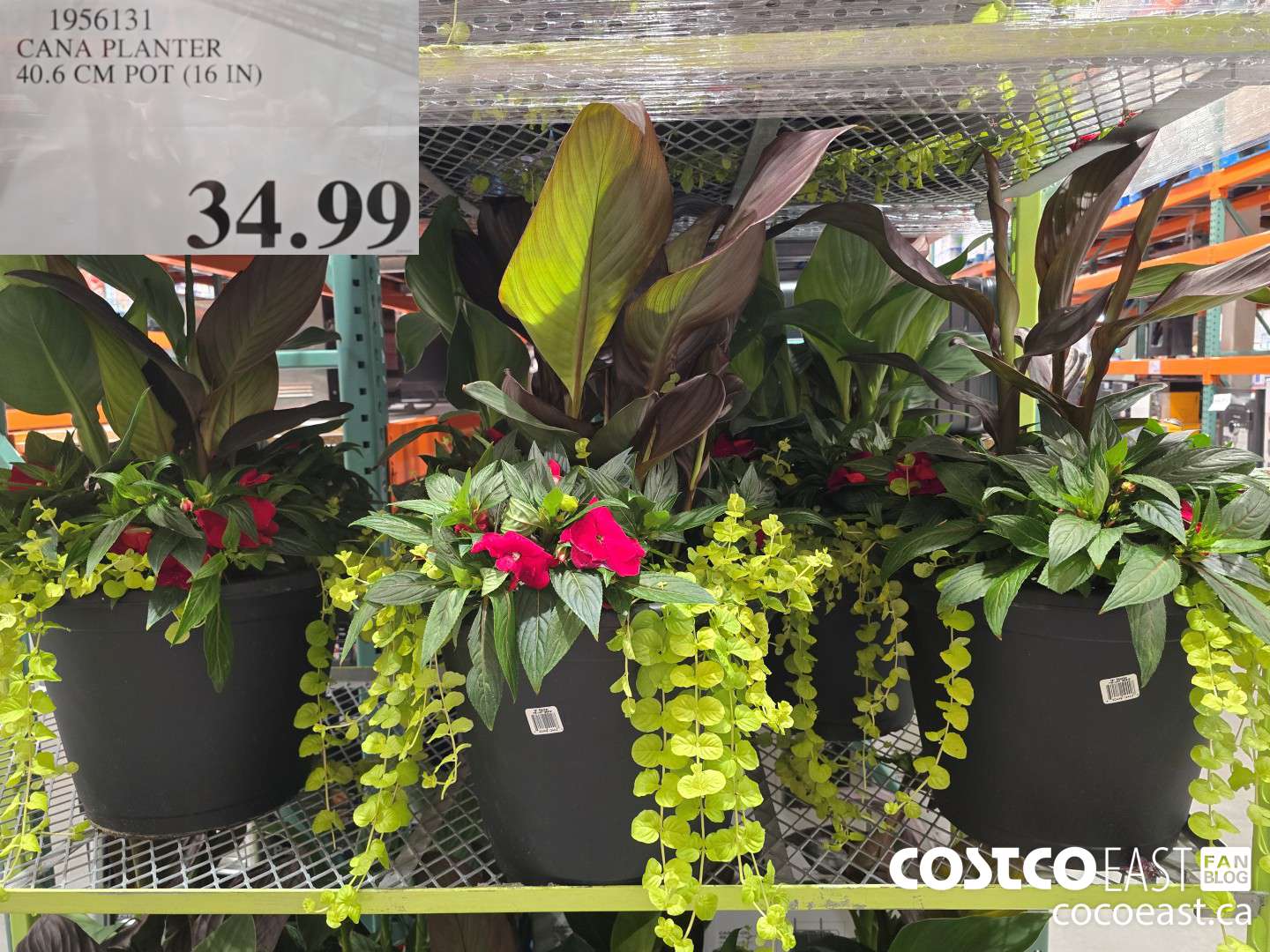 1956131 CANA PLANTER 40.6 CM POT (160 IN) $34.99