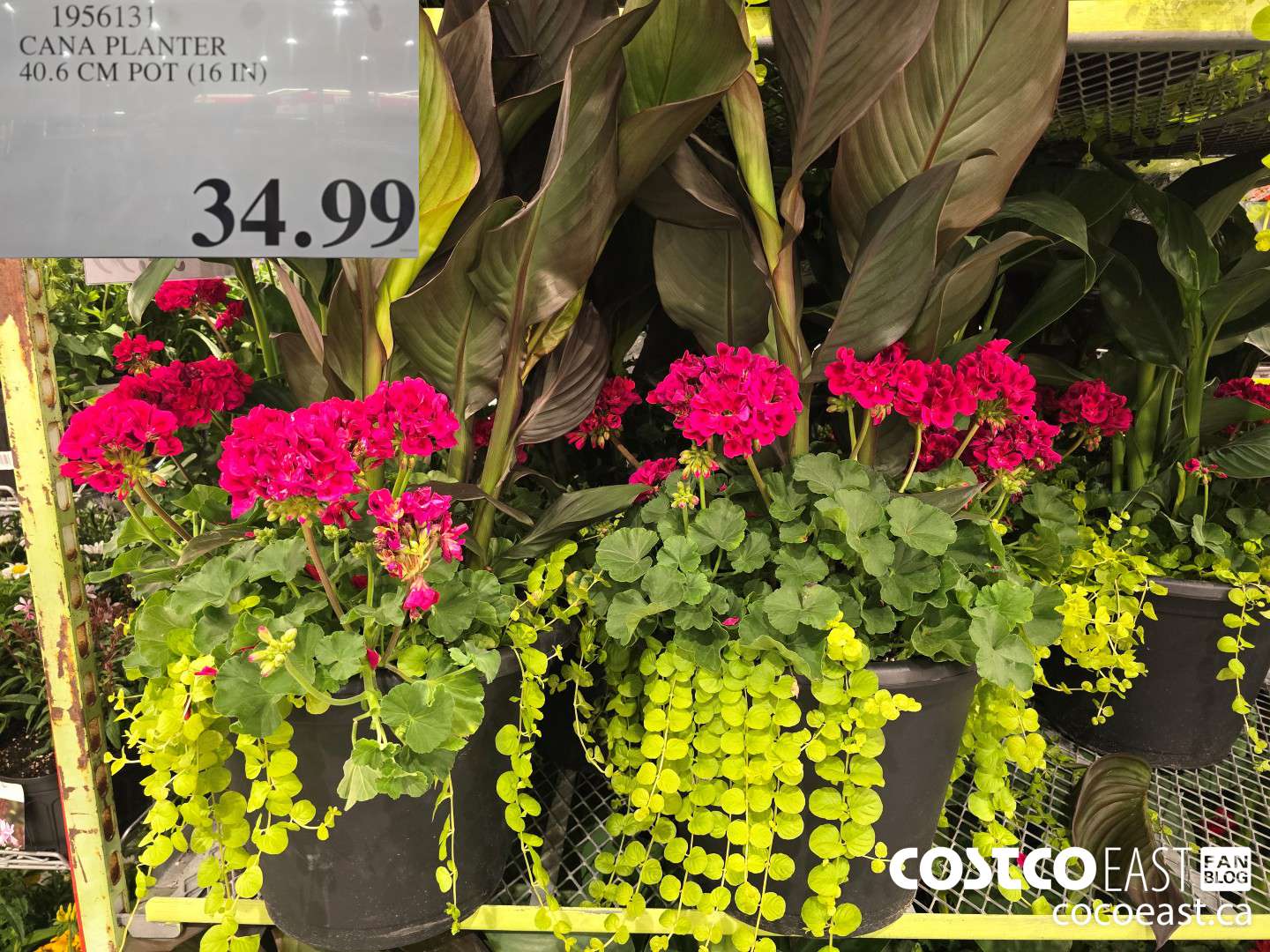11956131 CANA PLANTER 40.6 CM POT (16 IN) $34.99
