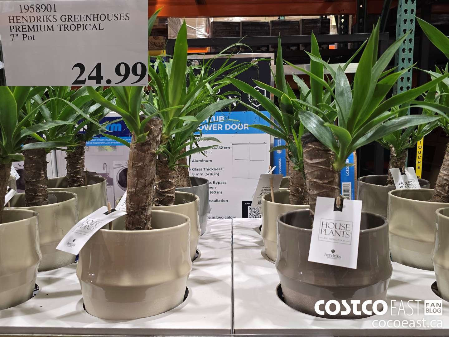 1958901 HENDRIKS GREENHOUSES PREMIUM TROPICAL 7