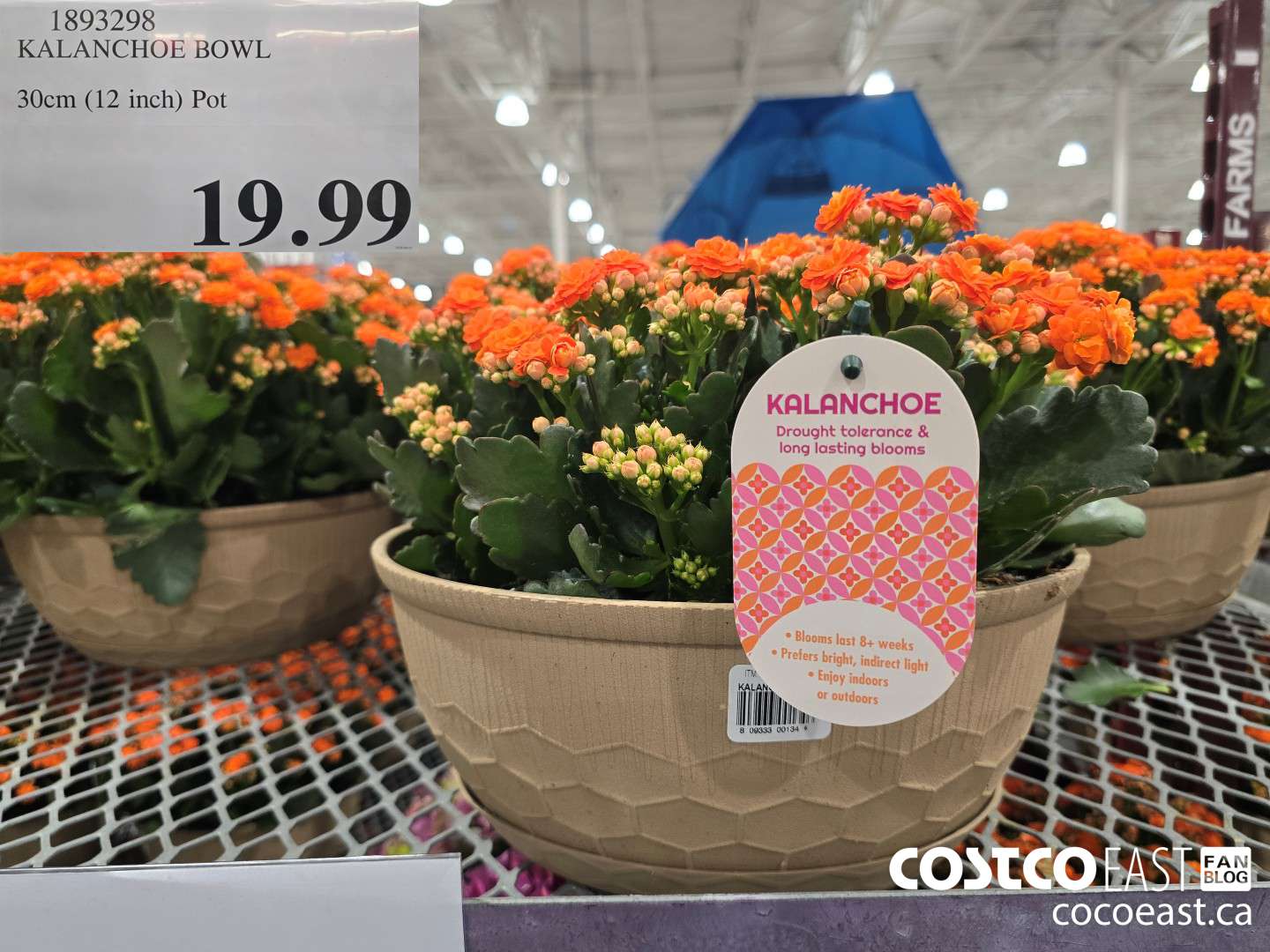 1893298 KALANCHOE BOWL 30cm (12 inch) Pot $19.99