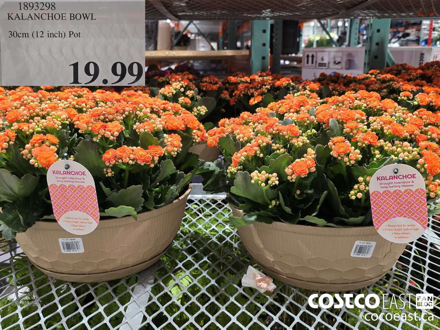 1893298 KALANCHOE BOWL 30cm (12 inch) Pot $19.99