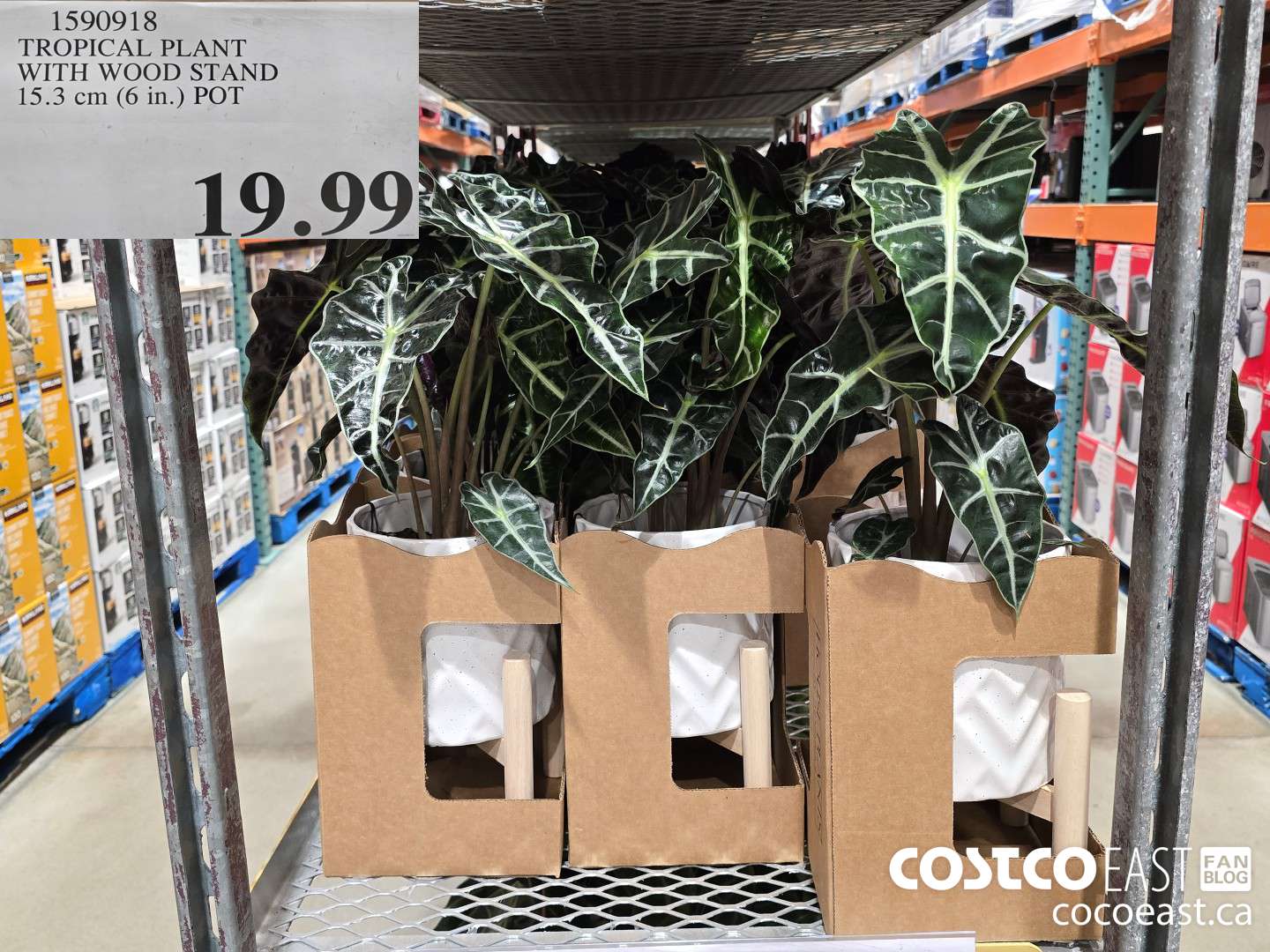 1590918 TROPICAL PLANT ~ WITH WOOD STAND 15.3 CM (6 in) pot $19.99