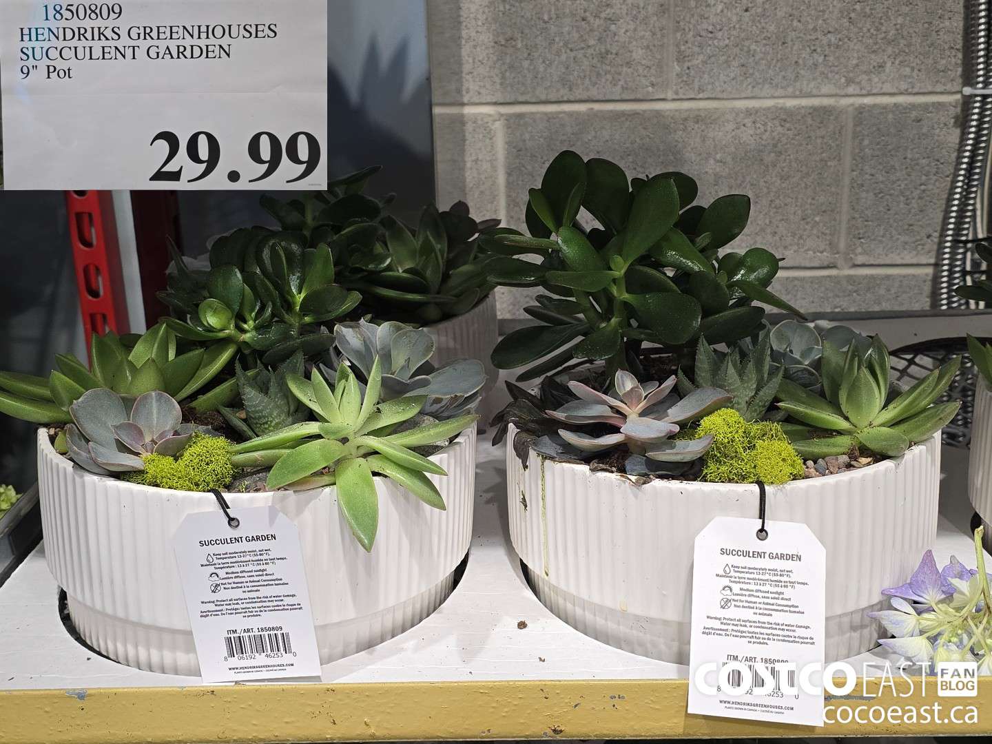 1850809 HENDRIKS GREENHOUSES SUCCULENT ARRANGEMENT 9