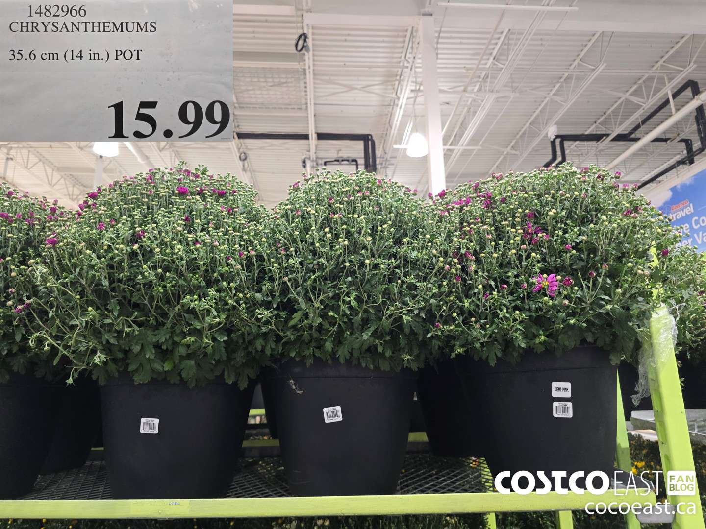 1482966 CHRYSANTHEMUMS 35.6 CM (14 IN.) POT $15.99