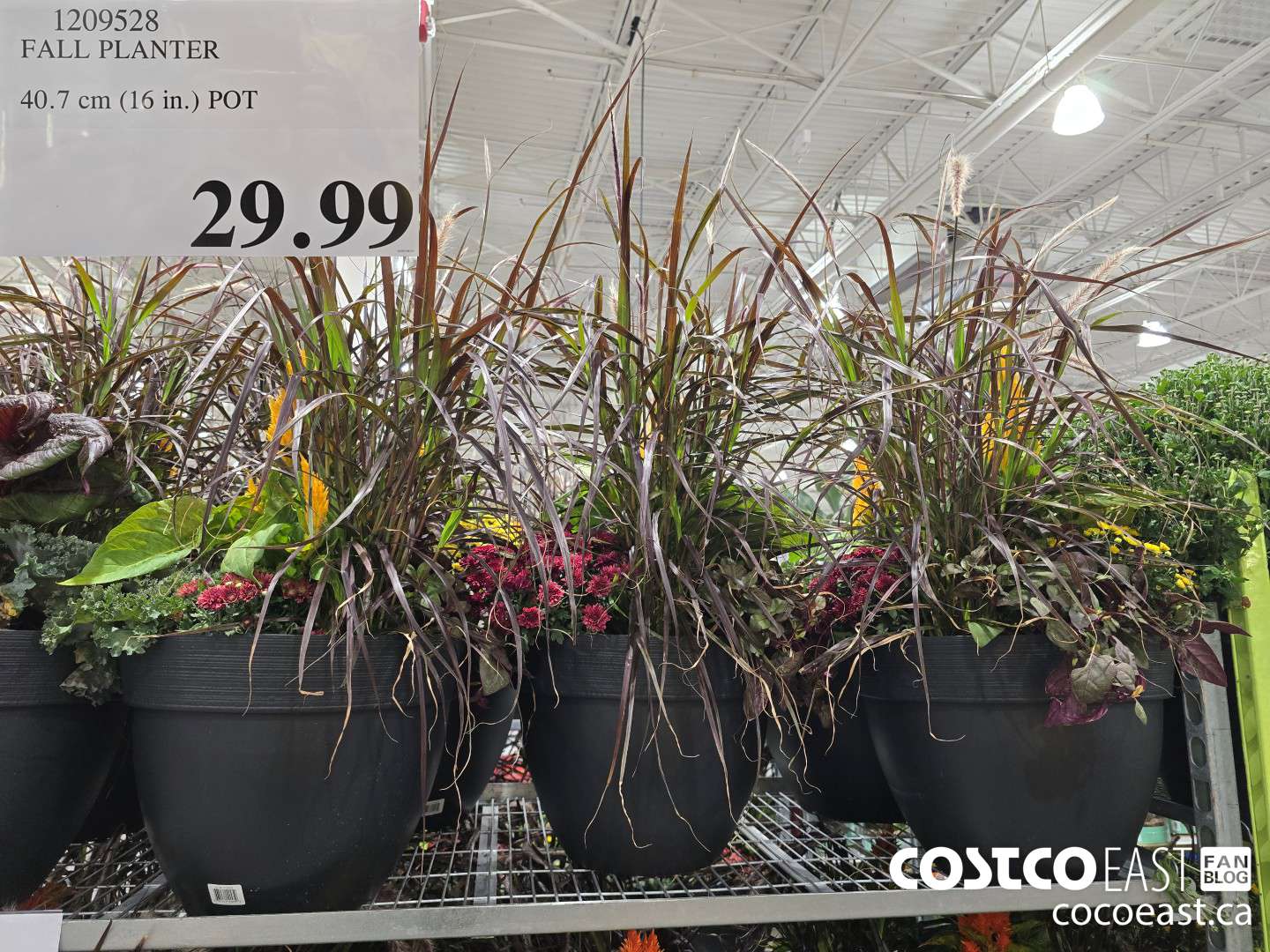 1209528 FALL PLANTER 4.7 CM (16 IN.) POT $29.99