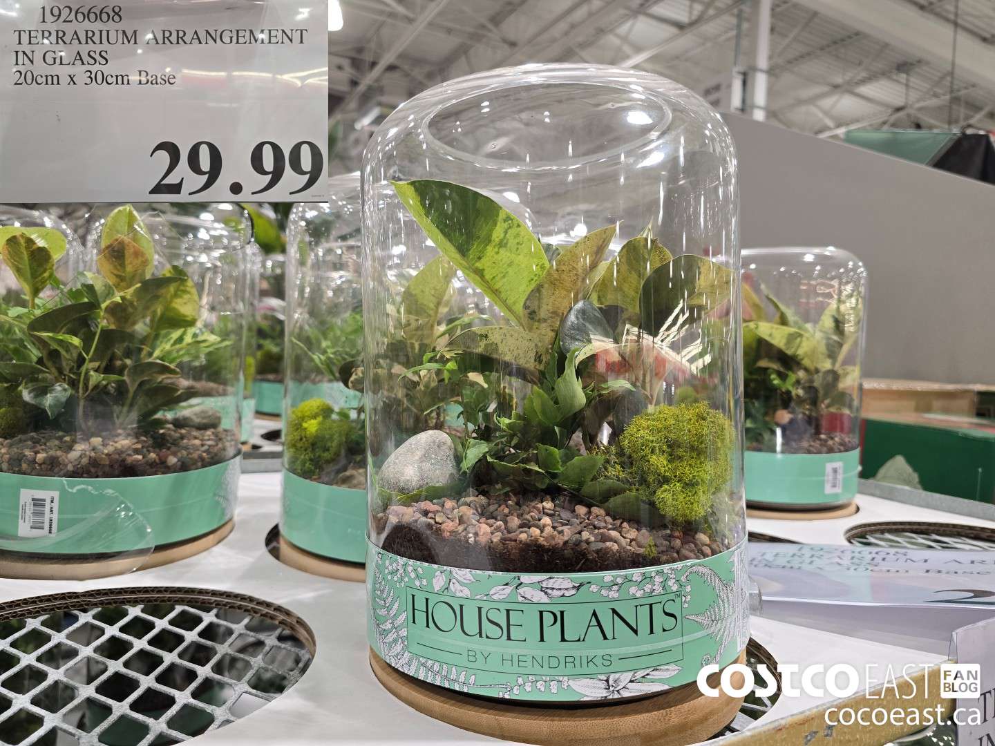 1926668 TERRARIUM ARRANGEMENT IN GLASS 20cm x 30cm BASE $29.99