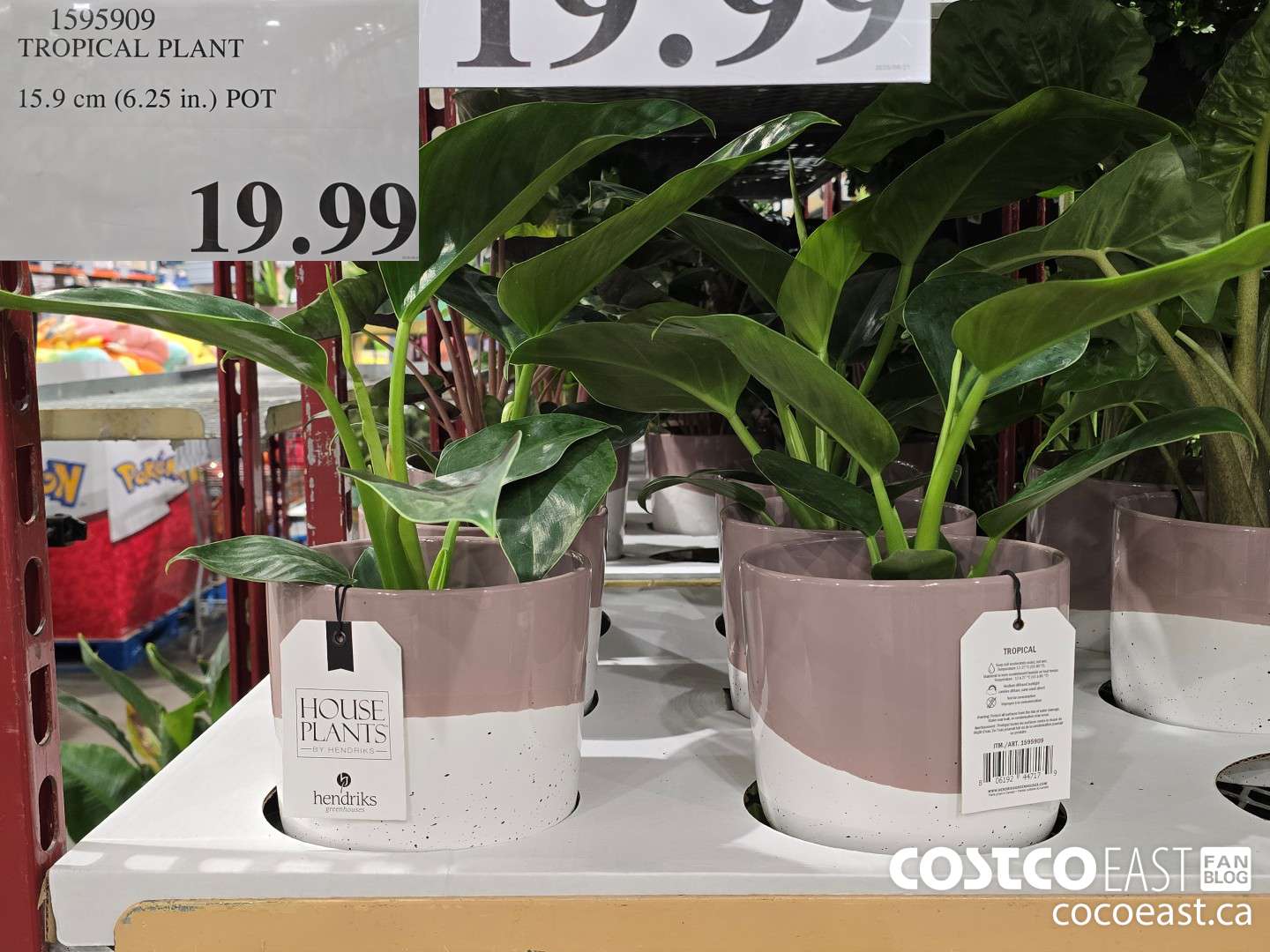 1595909 TROPICAL PLANT 15.9 cm (6.25 in.) POT $19.99