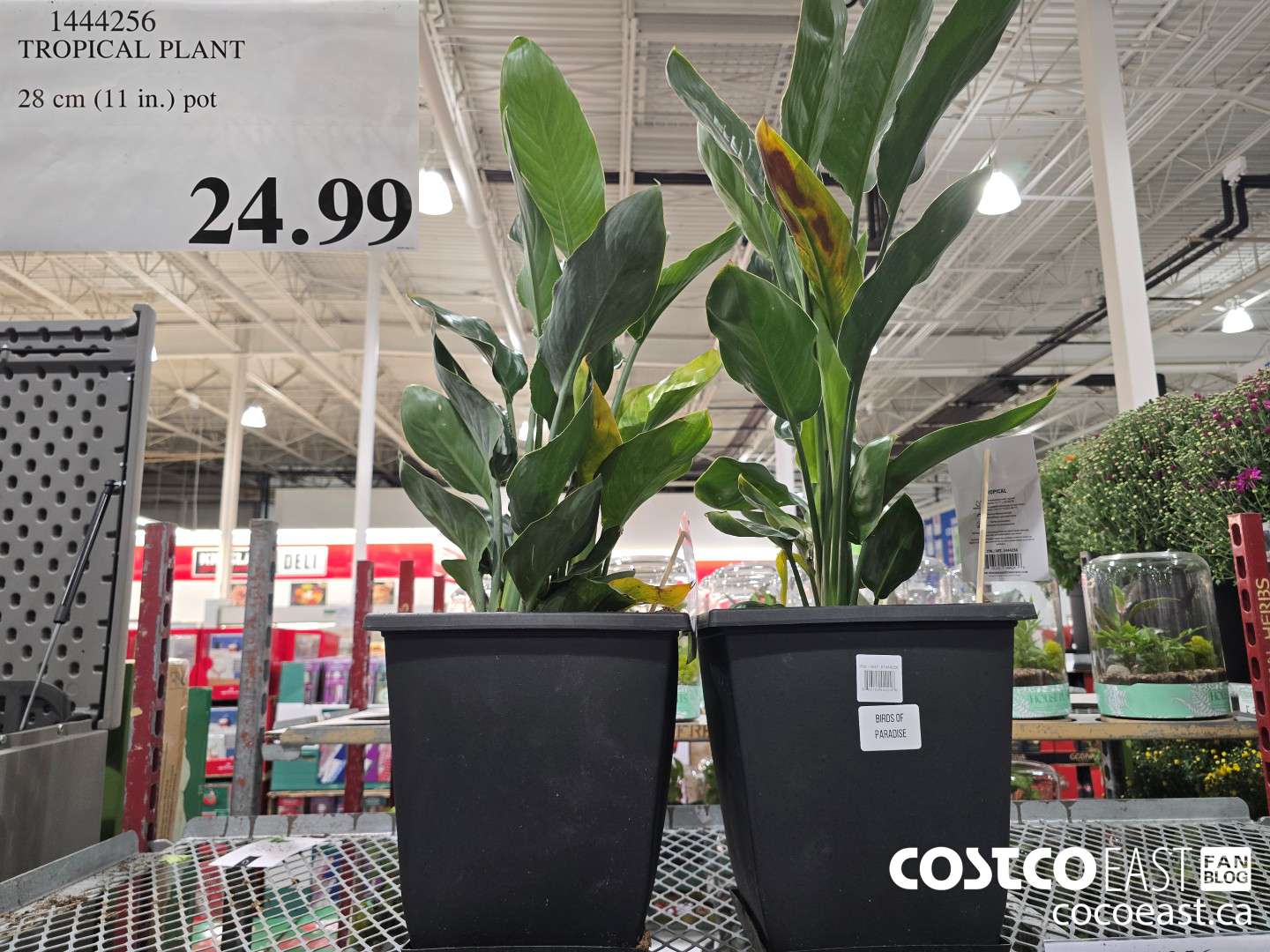 1444256 TROPICAL PLANT 30 CM (11.8 in.) POT $24.99