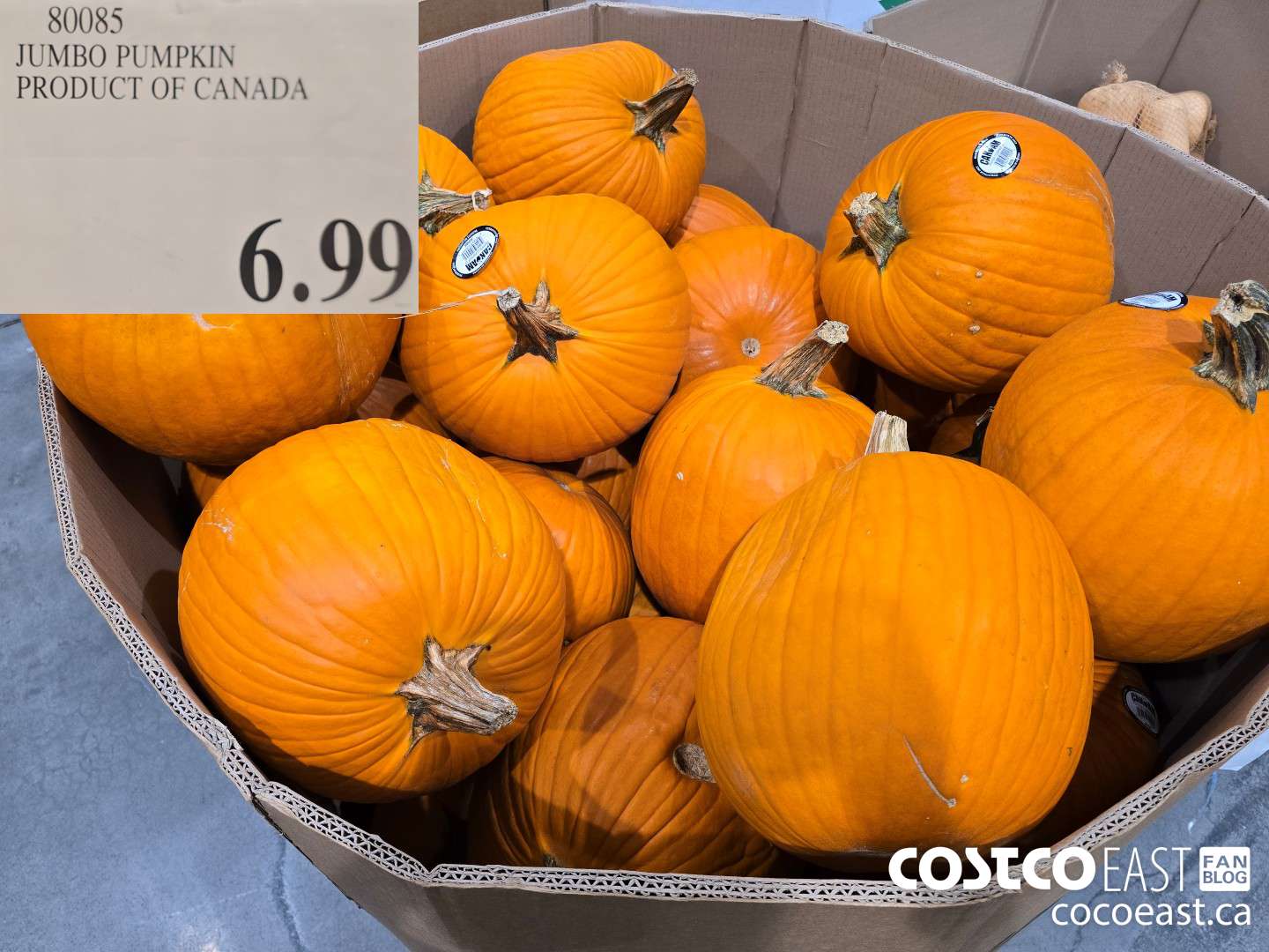 80085 JUMBO PUMPKIN PRODUCT OF CANADA $6.99