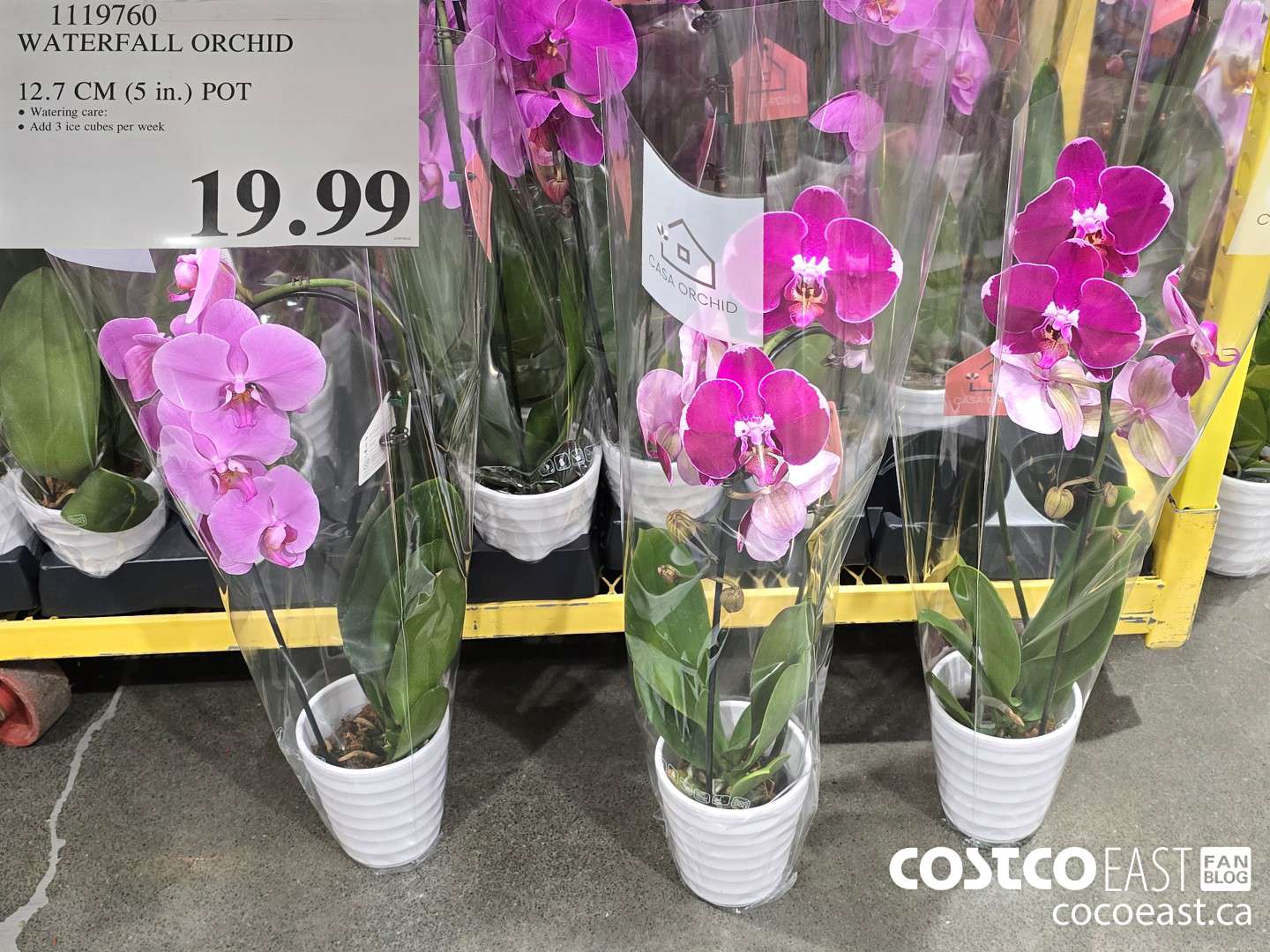 1119760 WATERFALL ORCHID 12.7 CM (5 in.) POT $19.99