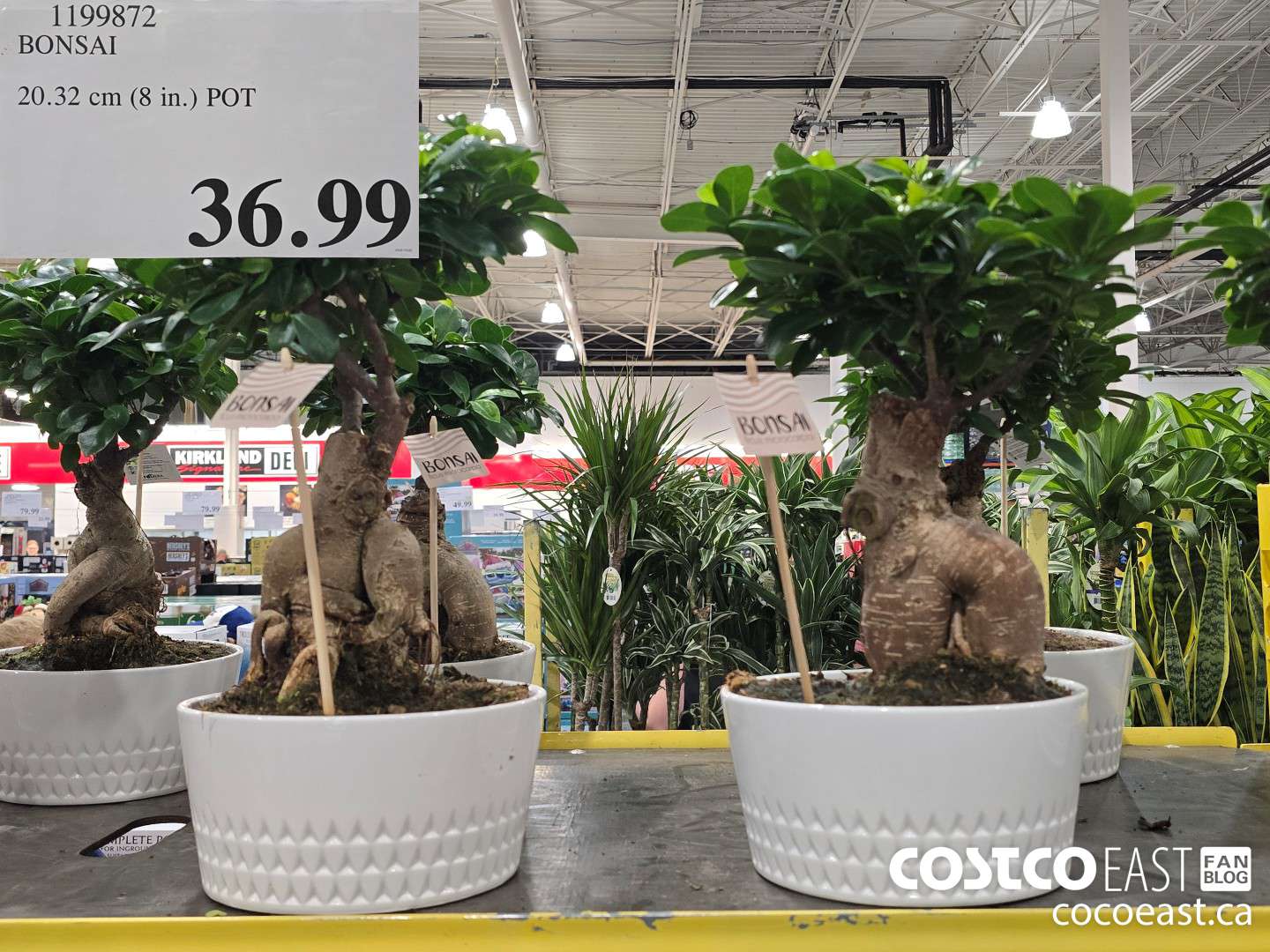 1199872 BONSAI 20.32 cm (8 in.) POT $36.99