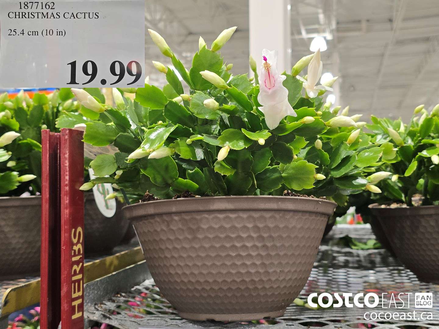 1877162 CHRISTMAS CACTUS . 25.4 cm (10 in) $19.99