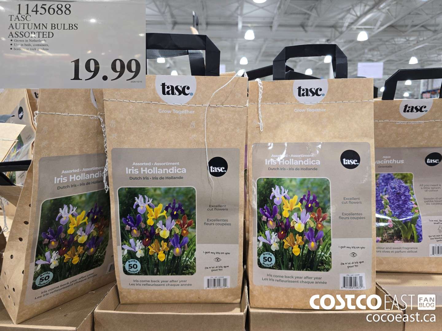 1145688 TASC AUTUMN BULBS ASSORTED $19.99