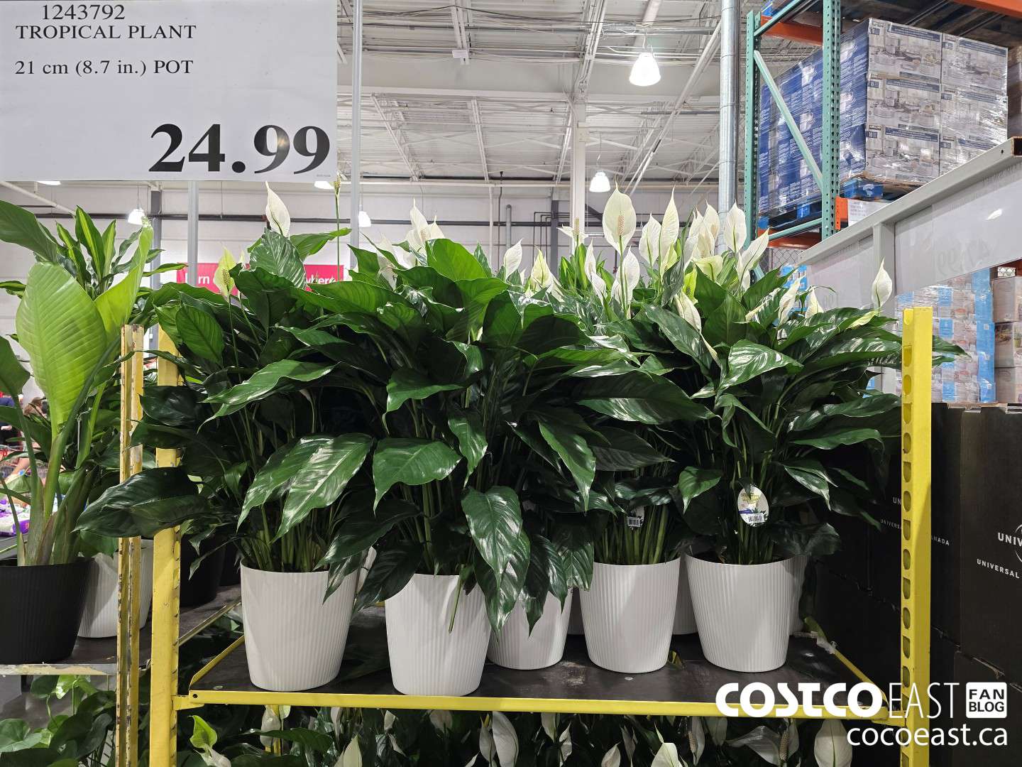 1243792 TROPICAL PLANT 21CM (8.7 in) POT $24.99
