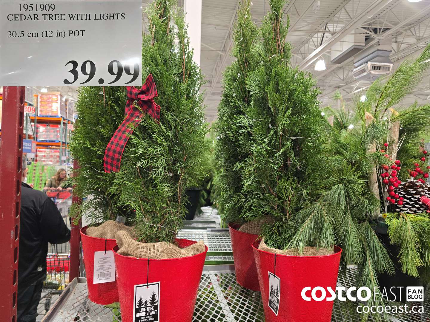 1951909 CEDAR TREE WITH LIGHTS 30.5 cm (12 in) POT $39.99