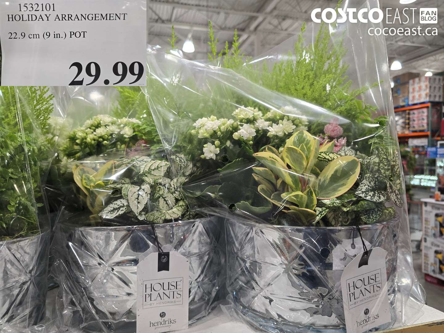 1532101 HOLIDAY ARRANGEMENT 22.9 cm (9 in.) POT $29.99